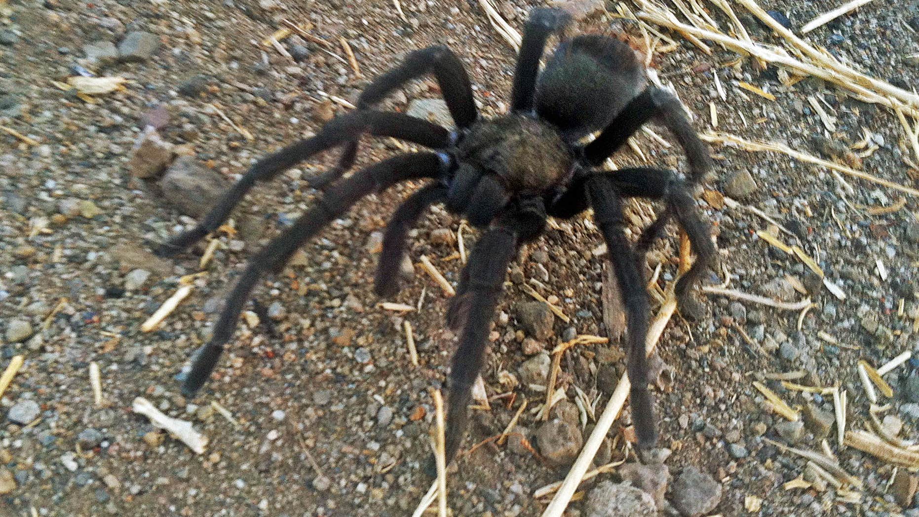 This Aug. 12, 2013 photo provided by the National Park Service shows a tarantula at the Rancho Sierra Vista park site, within the Santa Monica Mountains National Recreation Area near Newbury Park, Calif.