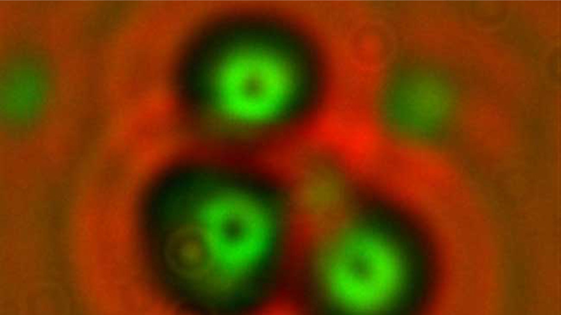 An experimental "cold fusion" device produced this pattern of "triple track" (shown at right), which scientists say is caused by high-energy nuclear particles resulting from a nuclear reaction.
