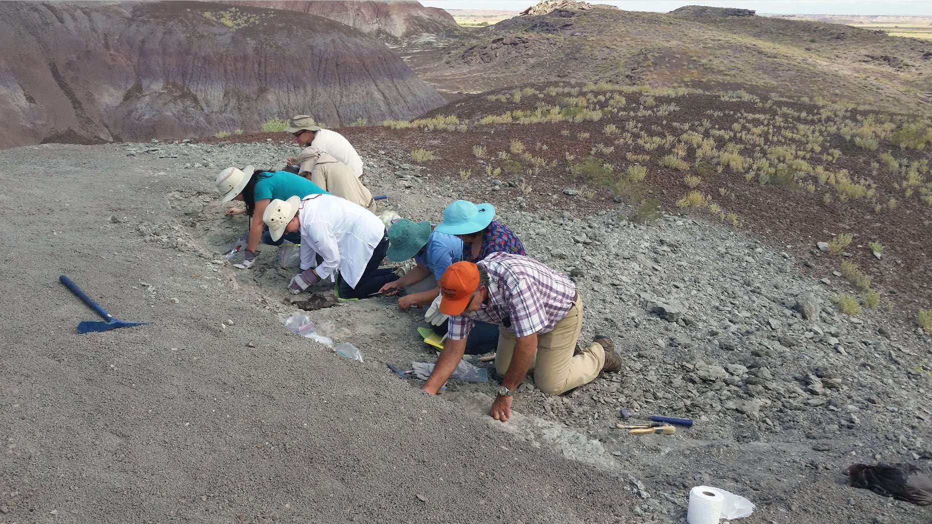 In this photo taken Saturday, Aug. 8, 2015 and released by the National Parks Service, a group of citizens digs for fossils at Petrified Forest National Park near Holbrook, Ariz.
