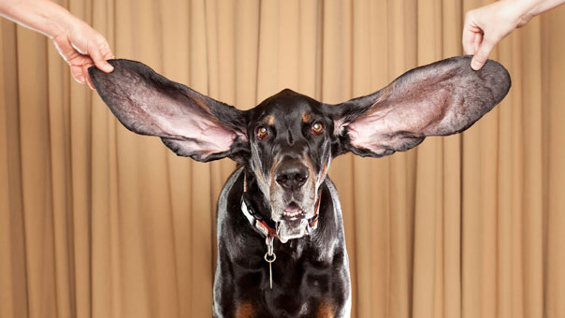 This photo taken Oct. 10, 2010, shows Harbor, an 8 year old coonhound from Bolder, Co., displaying his ears after winning a Guinness World Record title.
