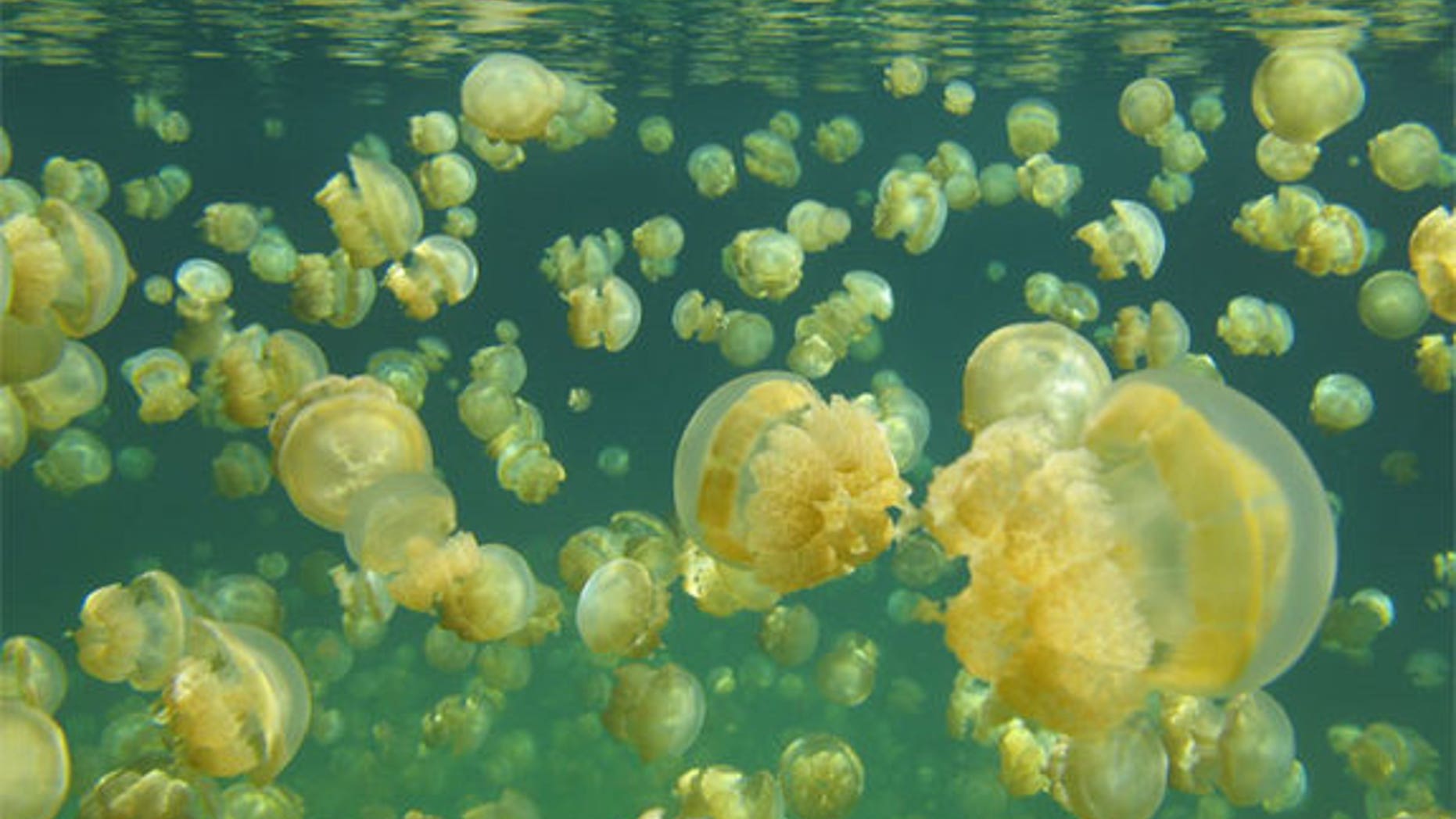 Mastigias jellyfish flood Jellyfish Lake, a marine lake in Palau, an island nation in the Pacific Ocean.