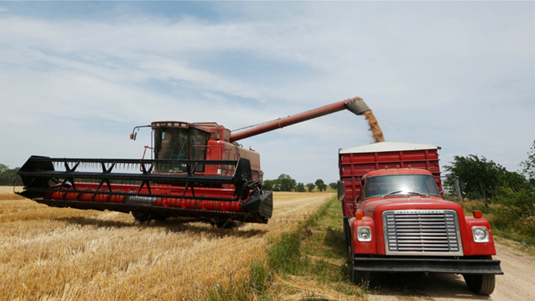 FILE- In this June 24, 2013 file photo, Lester Reimer harvests wheat on his farm near Lebo, Kan. Updated government estimates of the size of this year's crop is expected later today. Normalization of trade relations with Cuba could be a boon to the Kansas because wheat comprises the island nations second biggest import. (AP Photo/Orlin Wagner, File)