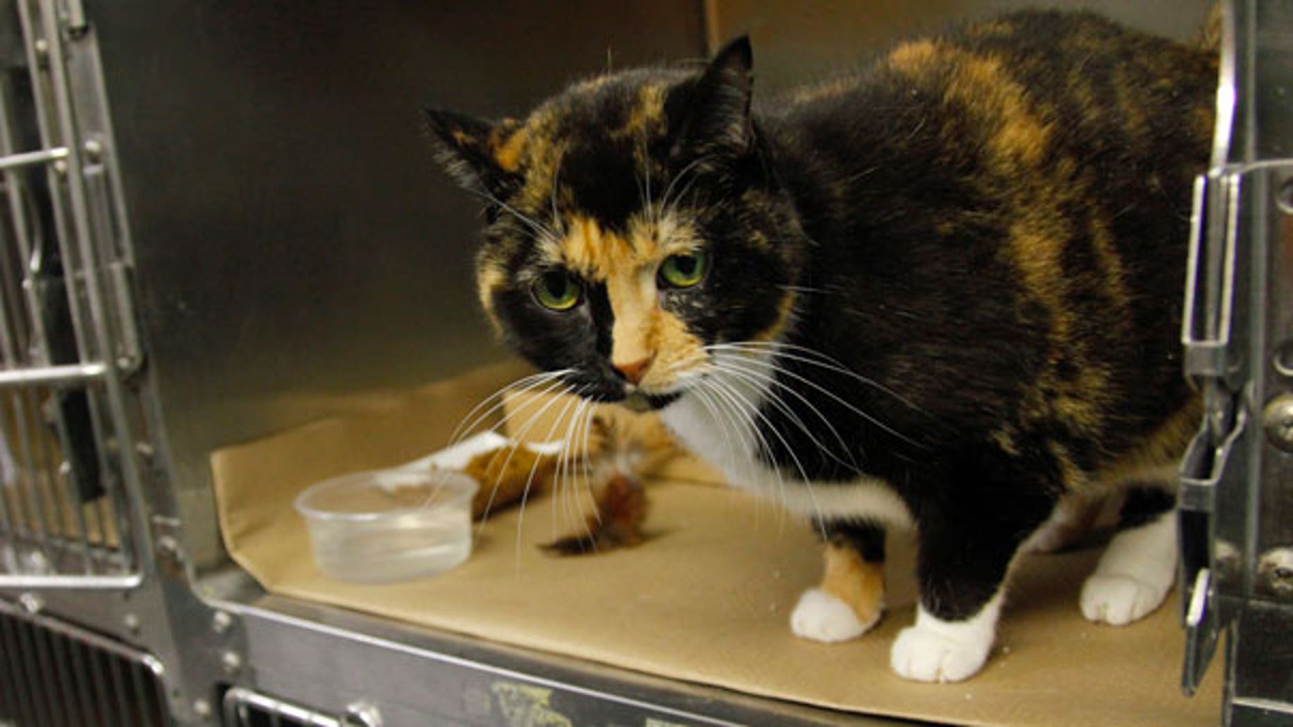 Sept. 14: Willow, a 6-year calico cat that went missing from her Colorado home during a renovation 5 years ago, sits in a cage at her temporary home in New York's Animal Care and Control (ACC) facility.