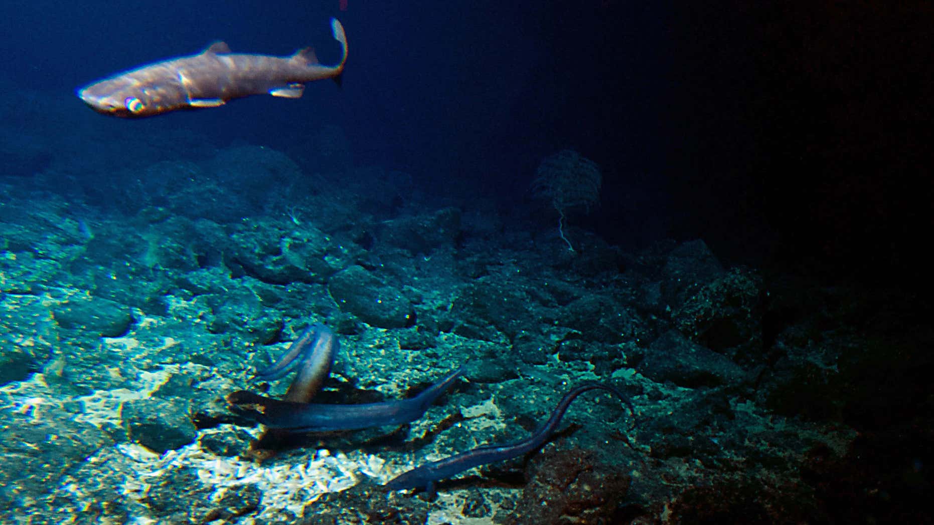 Sept. 6, 2016: A deep sea shark and several eels are attracted to bait placed at the summit of the Cook seamount, seen from the Pisces V submersible during a dive to the previously unexplored seamount off the coast of Hawaii's Big Island.