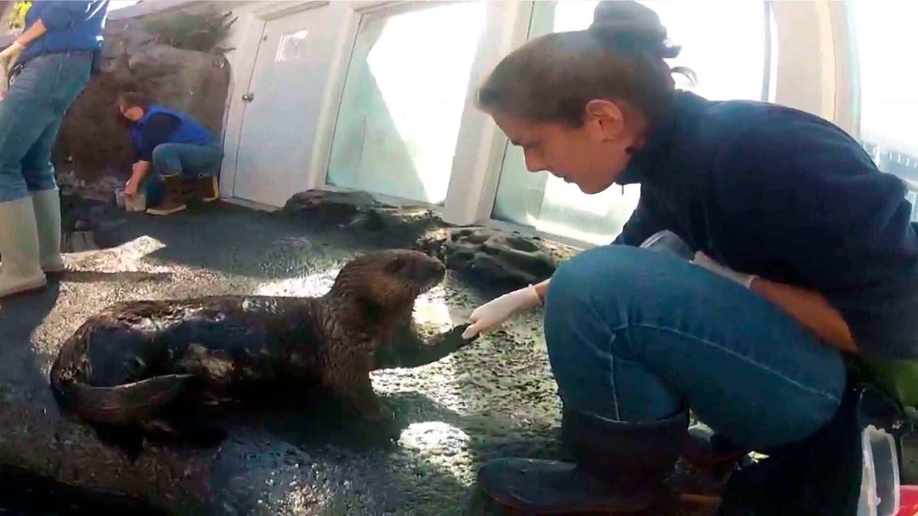 In this undated frame from video provided by KING-TV, Mishka's trainer, Sara Perry, reaches out to Mishka, the sea otter, at the Seattle Aquarium in Seattle.