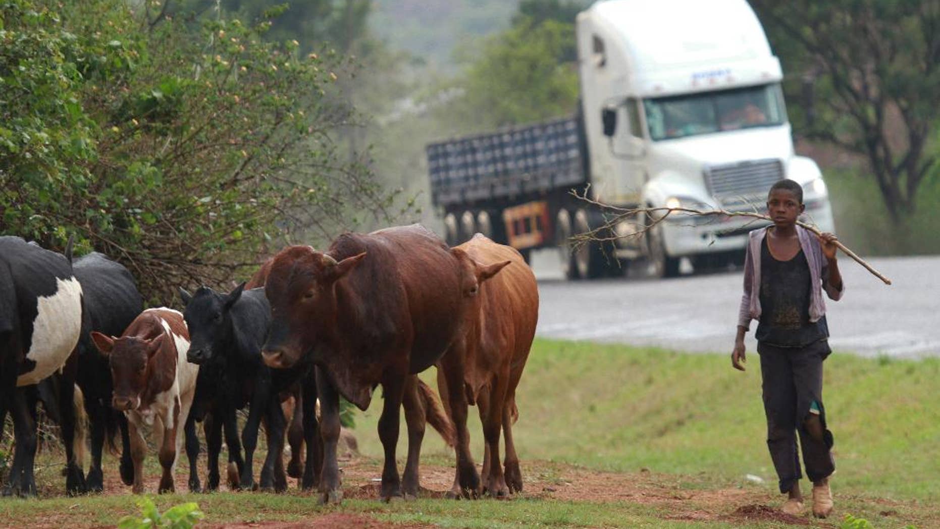 FILE - In this file photo taken Saturday, Nov. 2, 2013 a boy herds cattle on the main road to Zimbabwe in the border town of Manica, Mozambique. Renamo attacks on transport routes and other infrastructure in Central Mozambique has hurt tourism and other economic activity at a time when Mozambique is struggling with heavy debt and a global fall in commodity prices. (AP Photo/Tsvangirayi Mukwazhi, File)