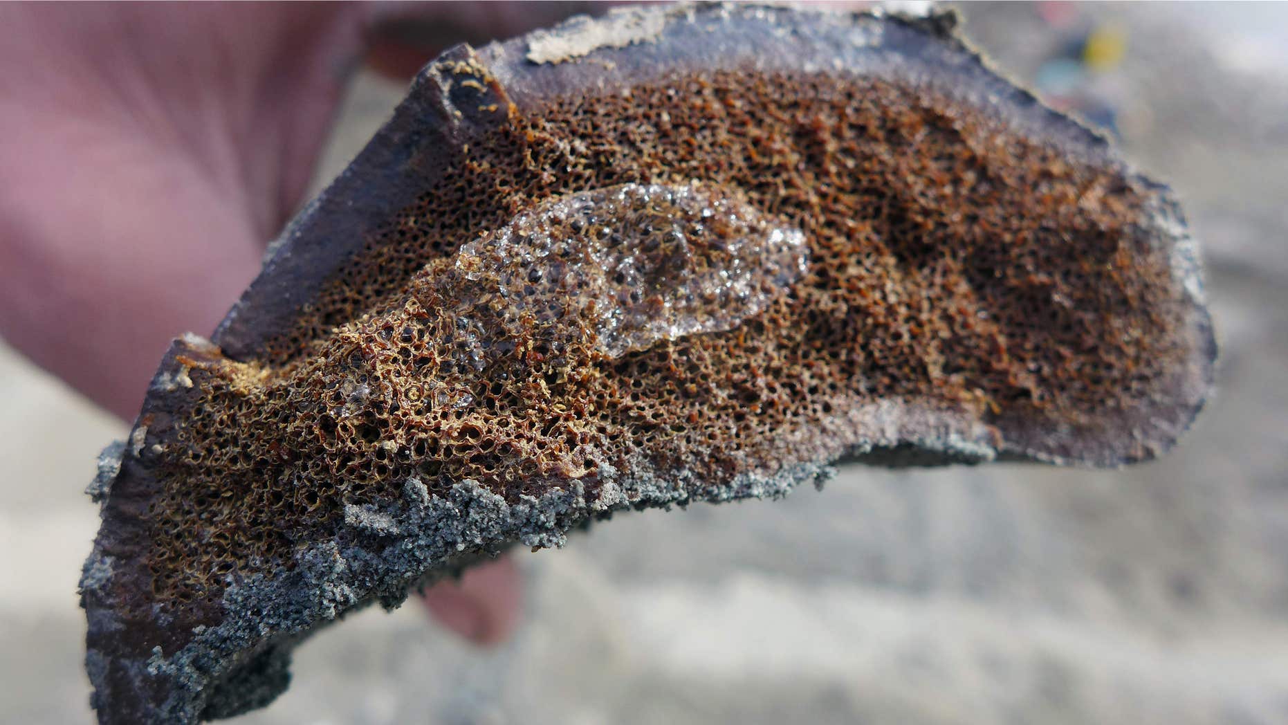 In this 2014 photo released by the University of Alaska Museum of the North, a sample of frozen bone is seen after researchers excavated it from the Liscomb Bed in the Prince Creek Formation near Nuiqsut, Alaska.