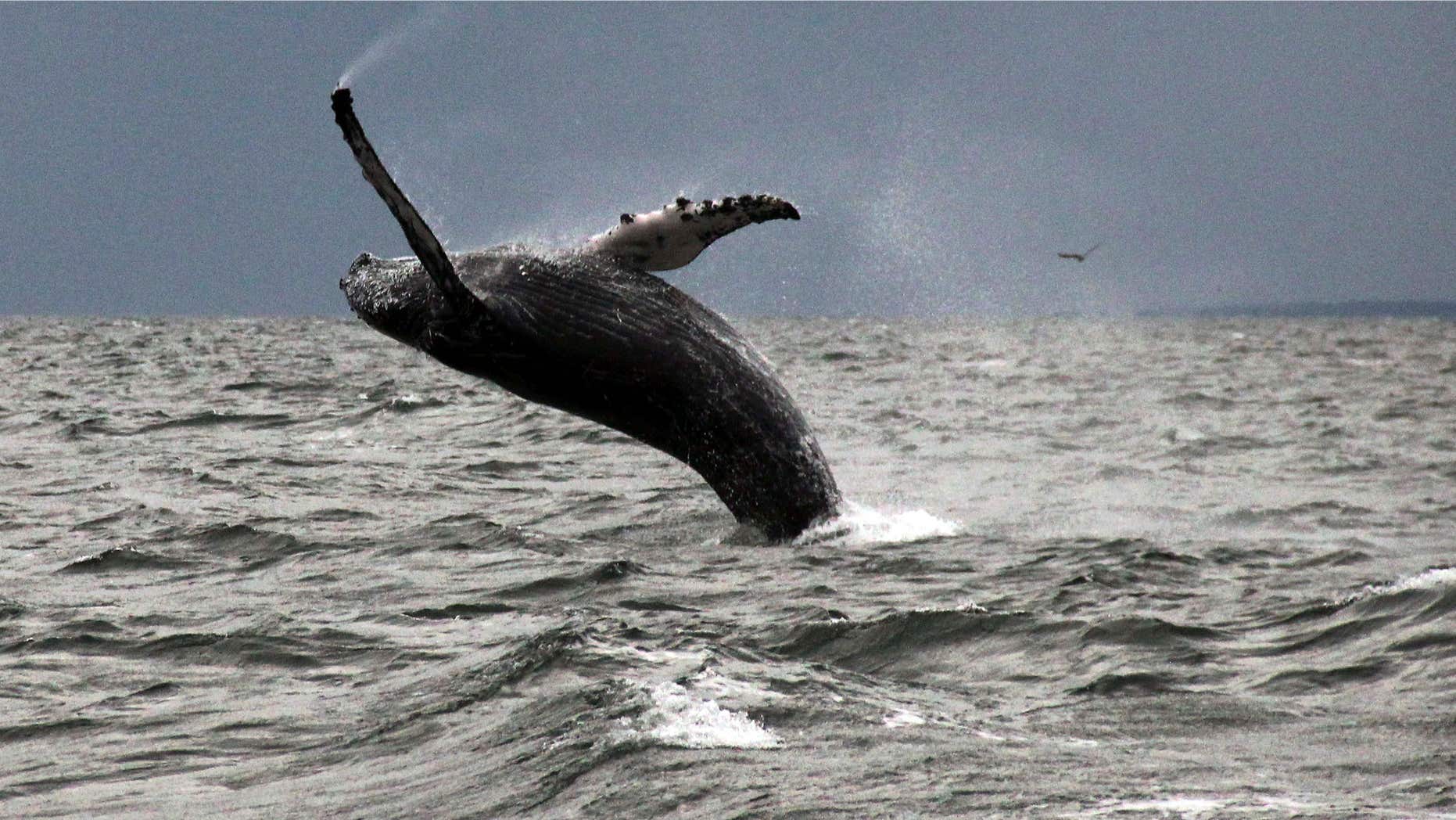 In this Sept. 12, 2015 photo provided by Dan Lent, a humpback whale breaches the water in Long Island Sound off the coast of Stamford, Conn.
