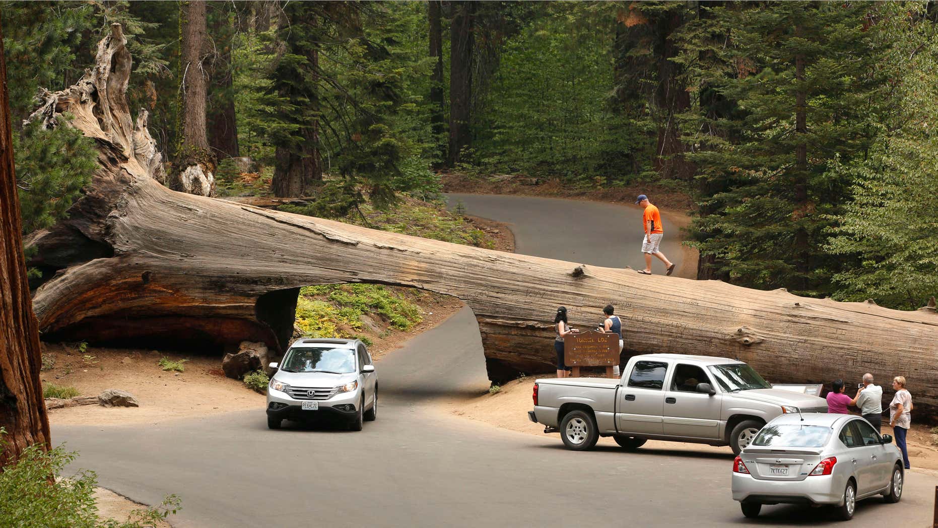 In this photo taken Friday Sept. 11, 2015, visitors explore the Tunnel Log, a passage cut through a Giant Sequoia tree that fell in 1937, at Sequoia National Park, near Visalia, Calif.