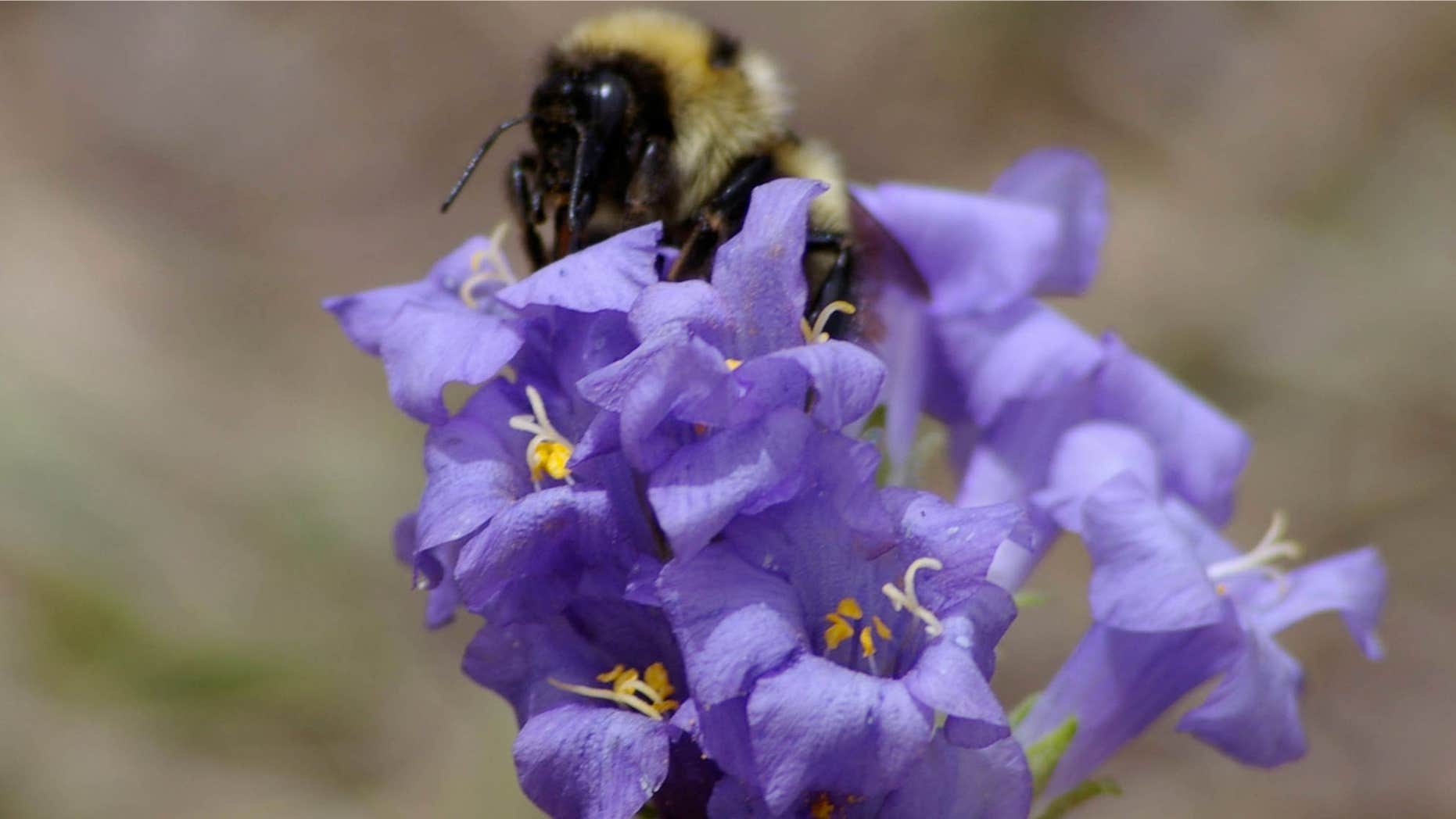 This photo provided by the magazine Science shows a Queen bumble bee collecting nectar from flowers of the alpine wildflower.