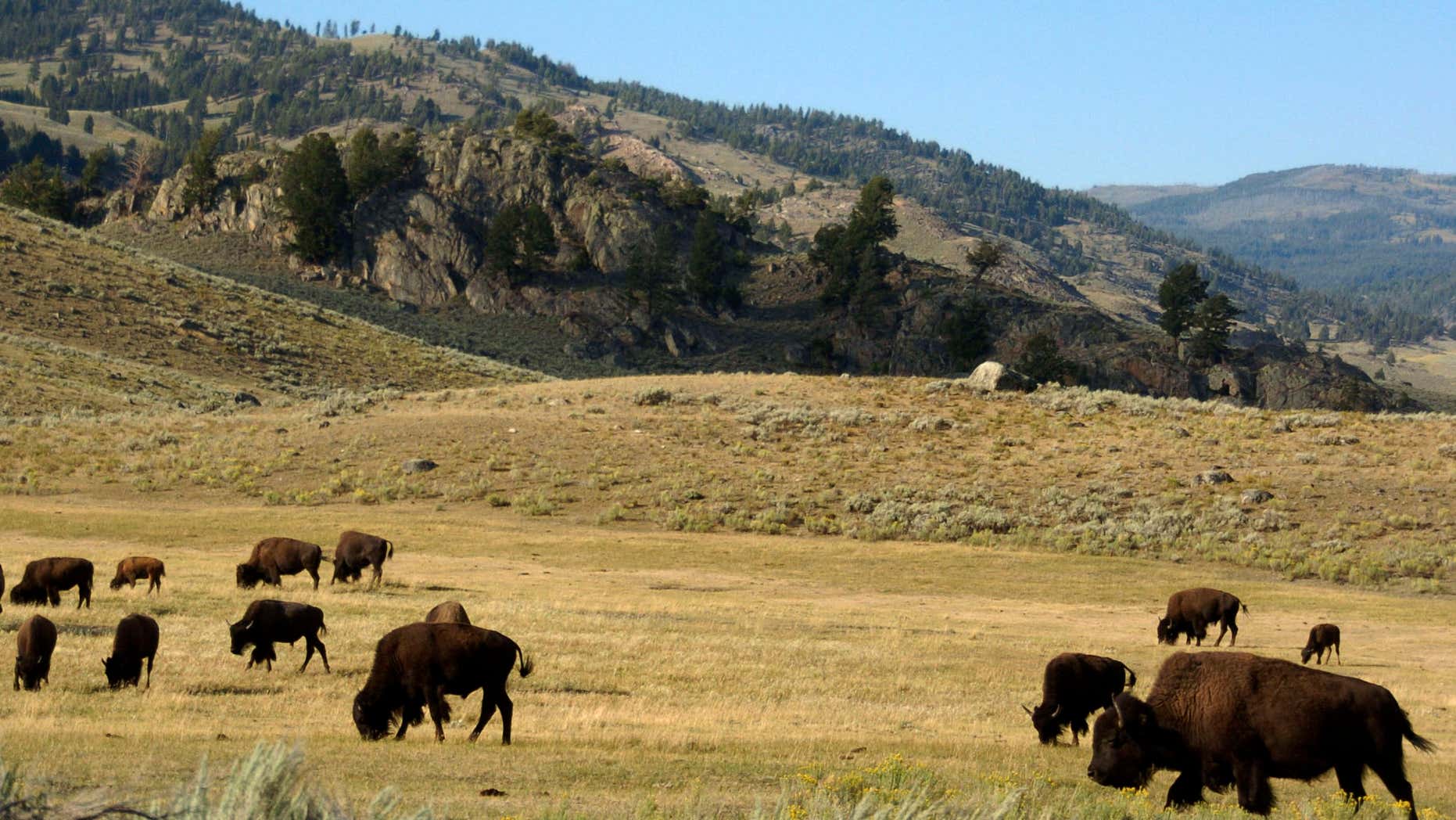 FILE - In this Aug. 3, 2016 file photo, a herd of bison grazes in the Lamar Valley of Yellowstone National Park.