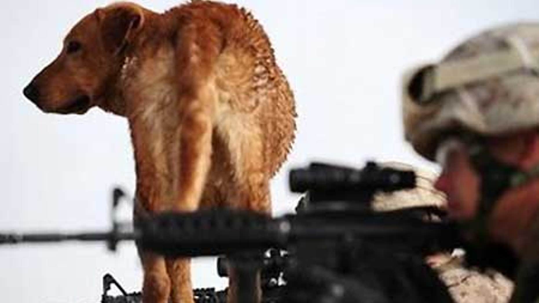 File: U.S. military police with bomb sniffer dog Corporal Brooks.