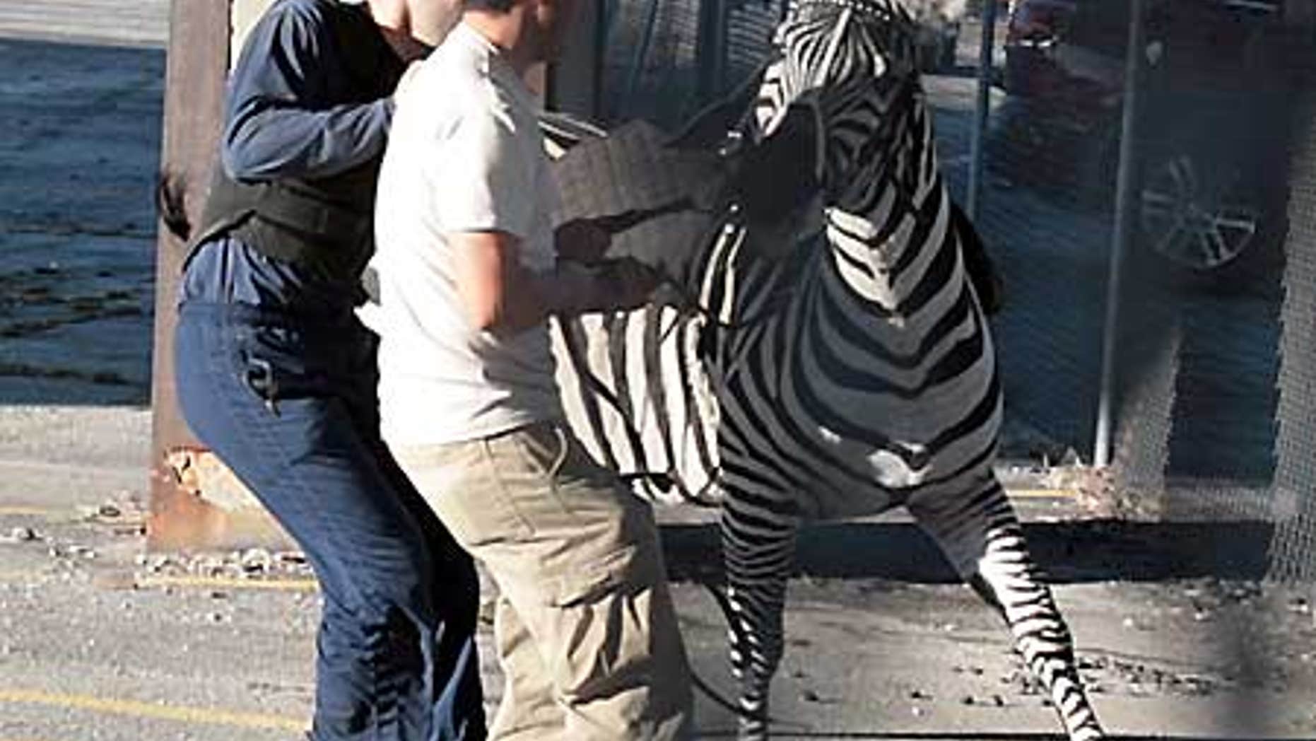 Feb. 18: Workers try to contain a zebra that broke loose from the Ringling Brothers and Barnum & Bailey Circus.