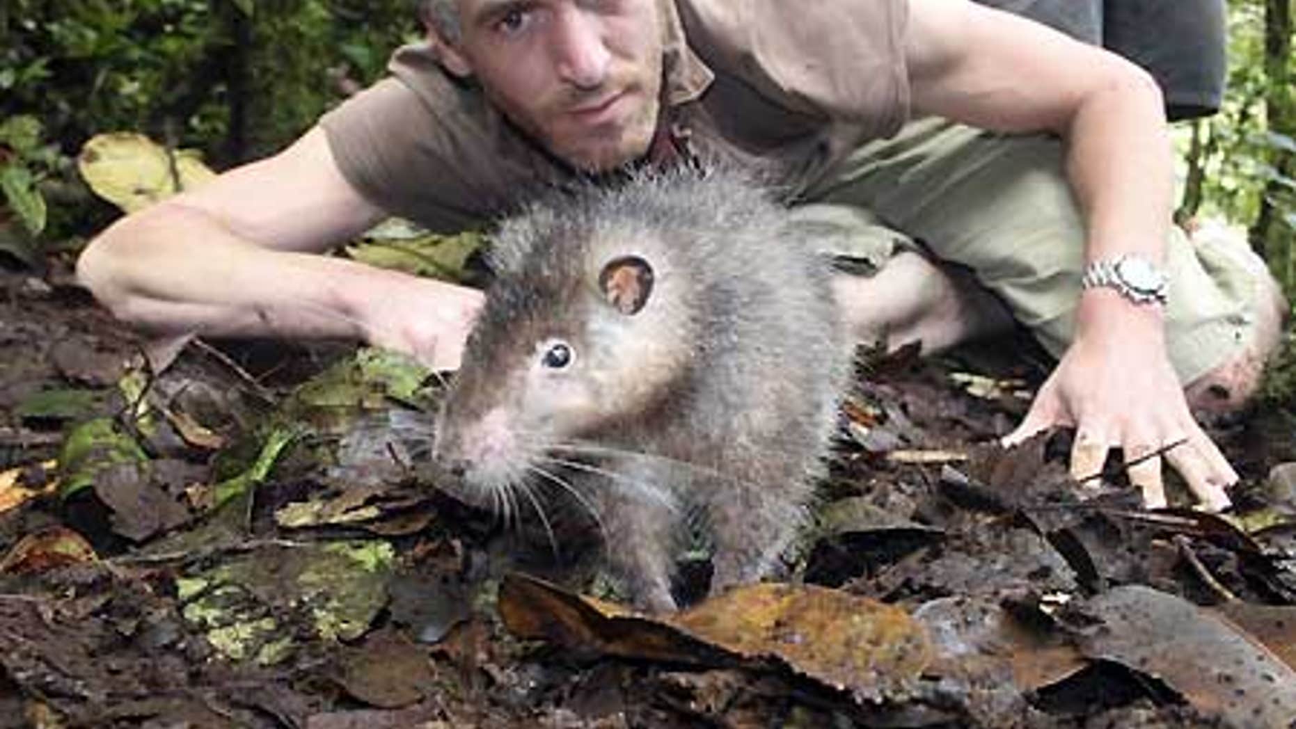 Scientists Discover Giant Rat, Frog With Fangs in 'Lost World' Habitat ...