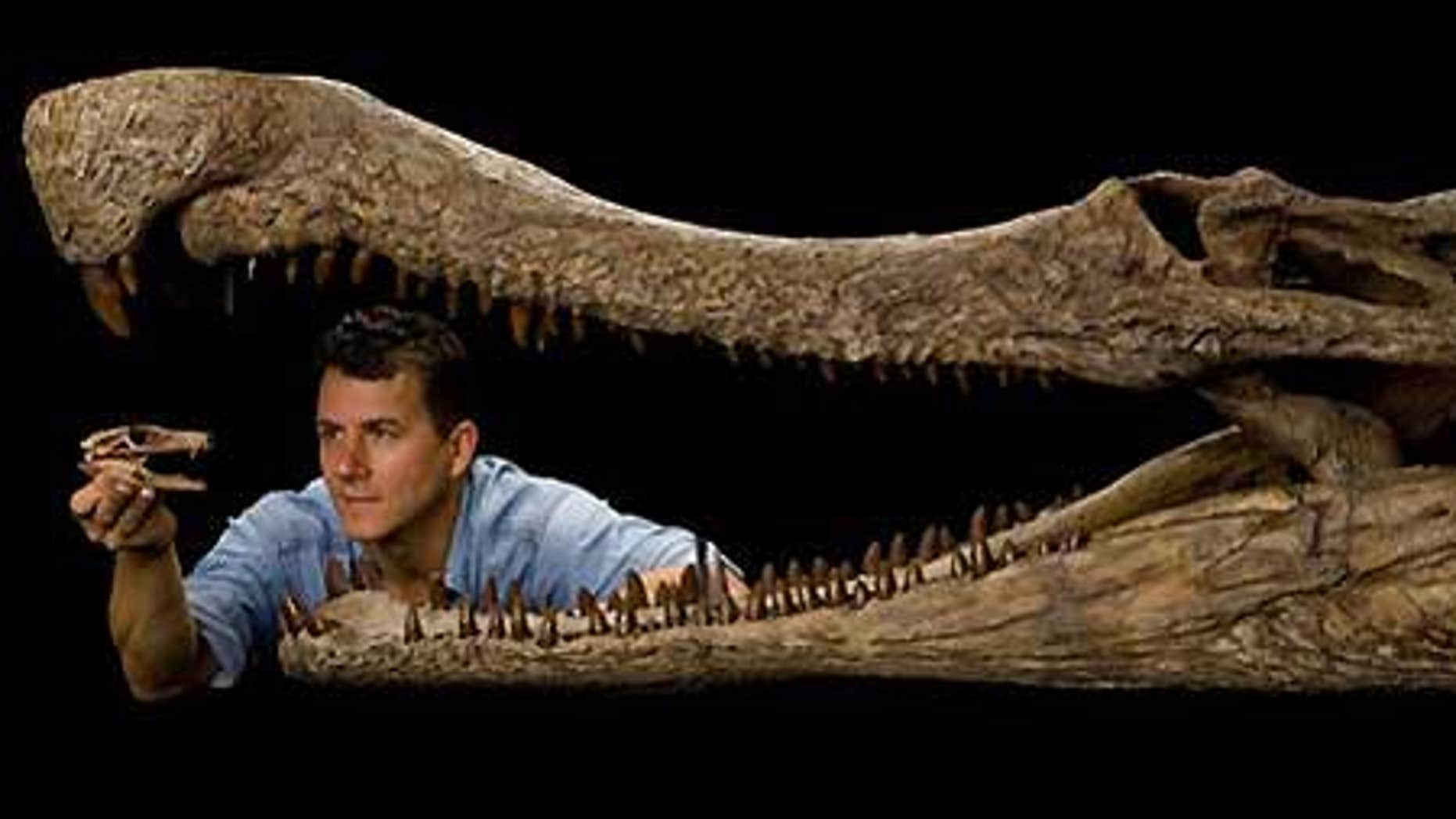 National Geographic Explorer-in-Residence, enveloped by the jaws of SuperCroc, holds the fossil head of DogCroc.