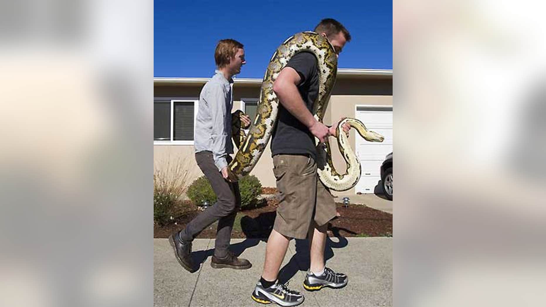 Feb. 2: Brandon Dennis, right, and his friend Elliott Barringer carry Dennis' pet python back home after she escaped from his Ramona Drive house.