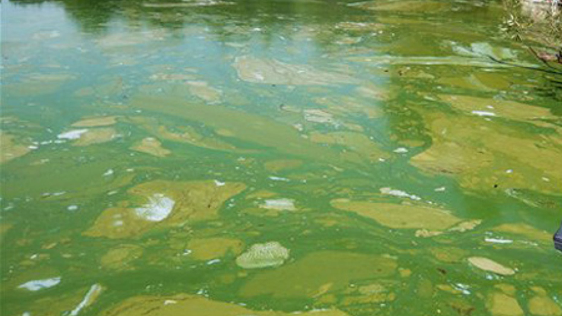 Sept. 3, 2009: Green algae on Lake Pokegama near Chetek, Wis.