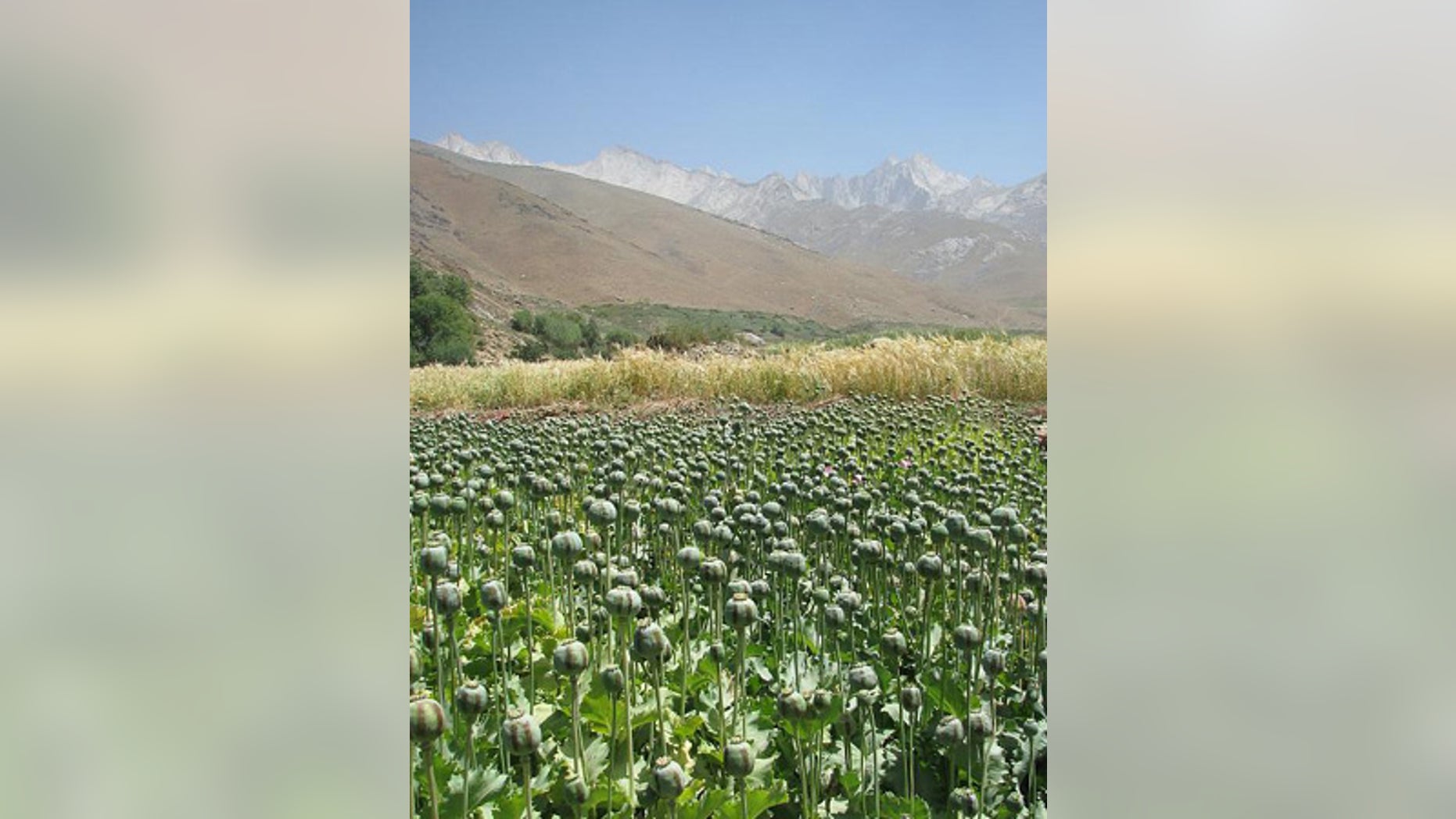 Opium poppies: Blooming financial support for the Taliban