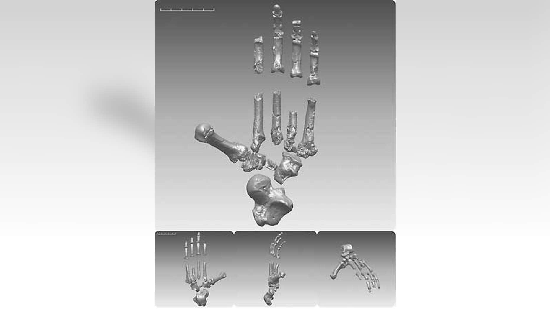 The skeleton of Ardipithecus ramidus, an ancient fossil dubbed "Ardi," may radically change our ideas about mankind's origins.
