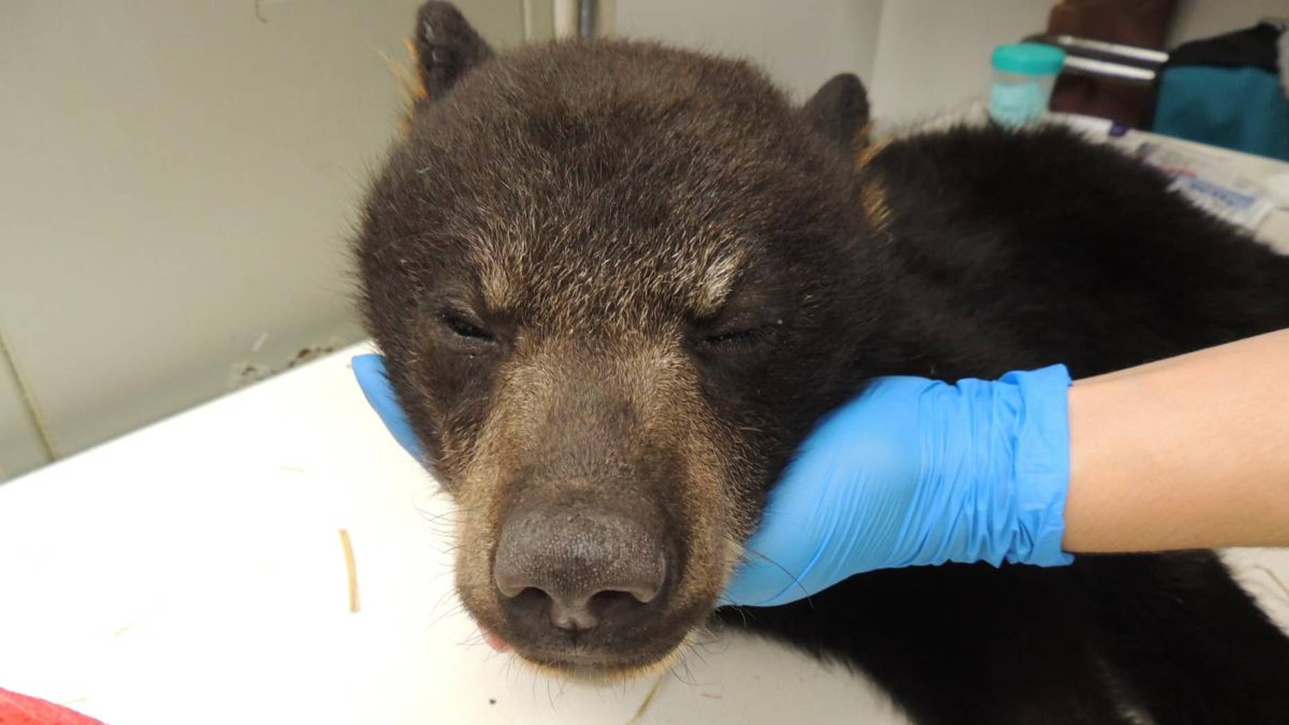 Virginia Wildlife Center Takes In 2 Black Bear Cubs After Mother Is 6238