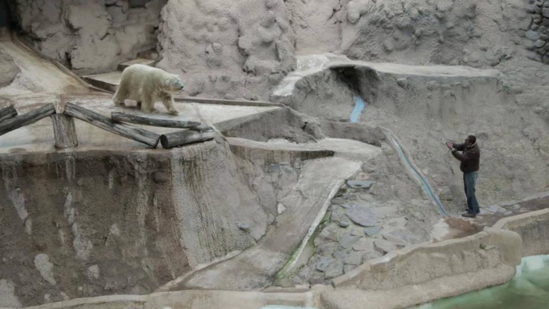 FILE - In this file video frame grab made available by Associated Press Television News, Mendoza Zoo Director Gustavo Pronotto looks in on Arturo, in the polar bear's concrete enclosure at the zoo in Mendoza, Argentina. Authorities announced that Arturo died on July 3, 2016. (AP Photo/APTN, Pablo Astie, File)