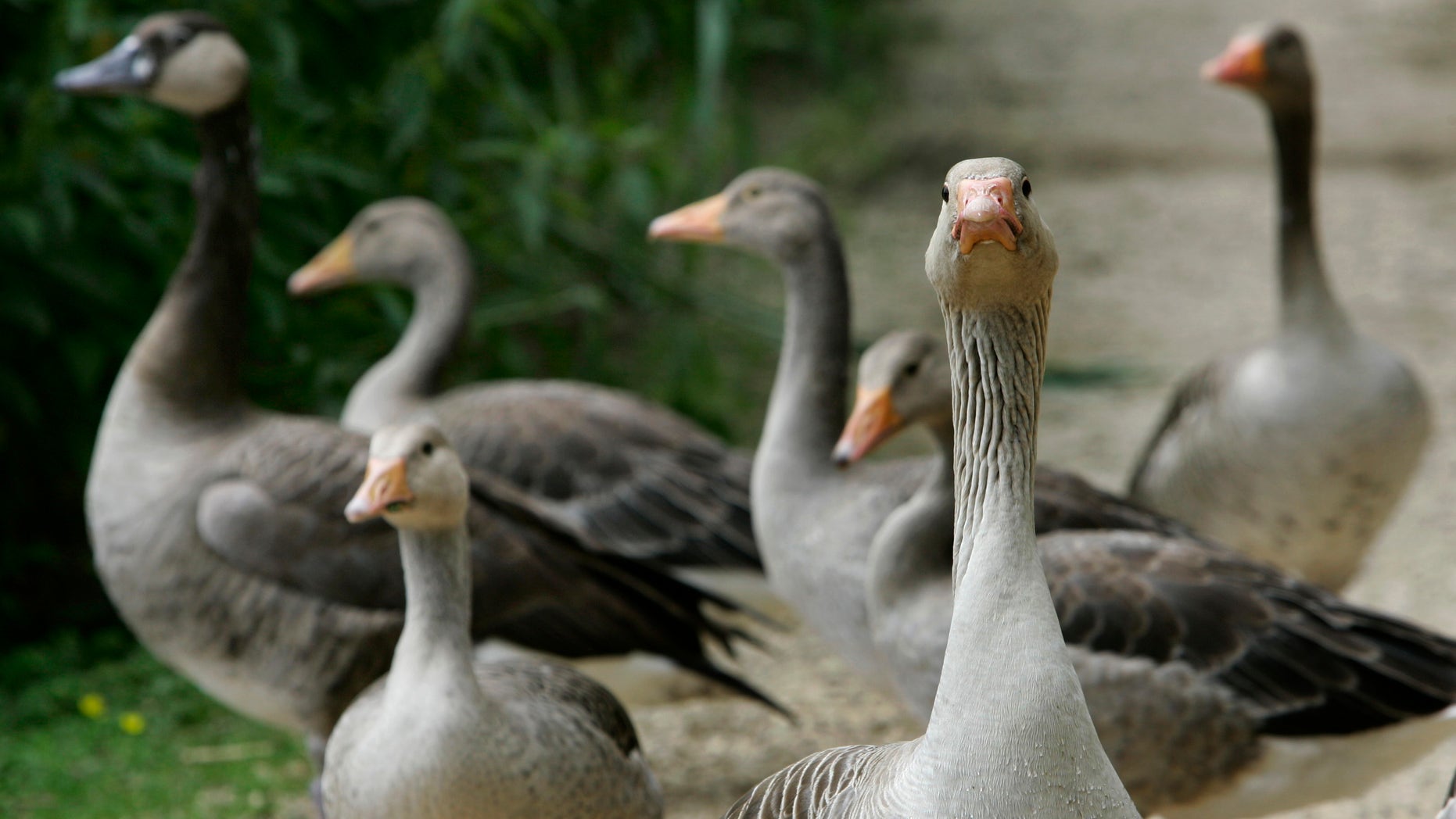 Geese are pictured next to the lake Woehrder in Nuremberg June 24, 2007. The deadly strain of the bird flu virus has resurfaced in Germany in the bodies of at least three dead birds found in the state of Bavaria, Germany's first confirmed cases this year, officials said on Sunday.
