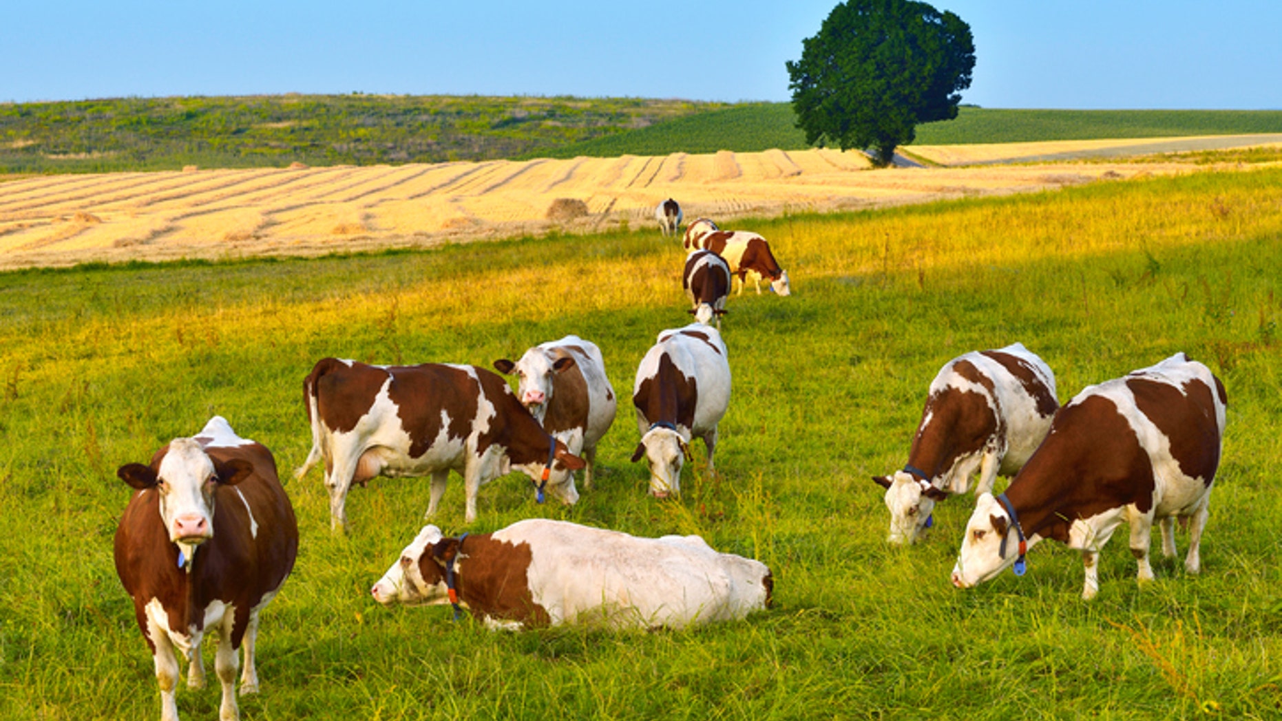 Cows herd on the grassy field at sunset.