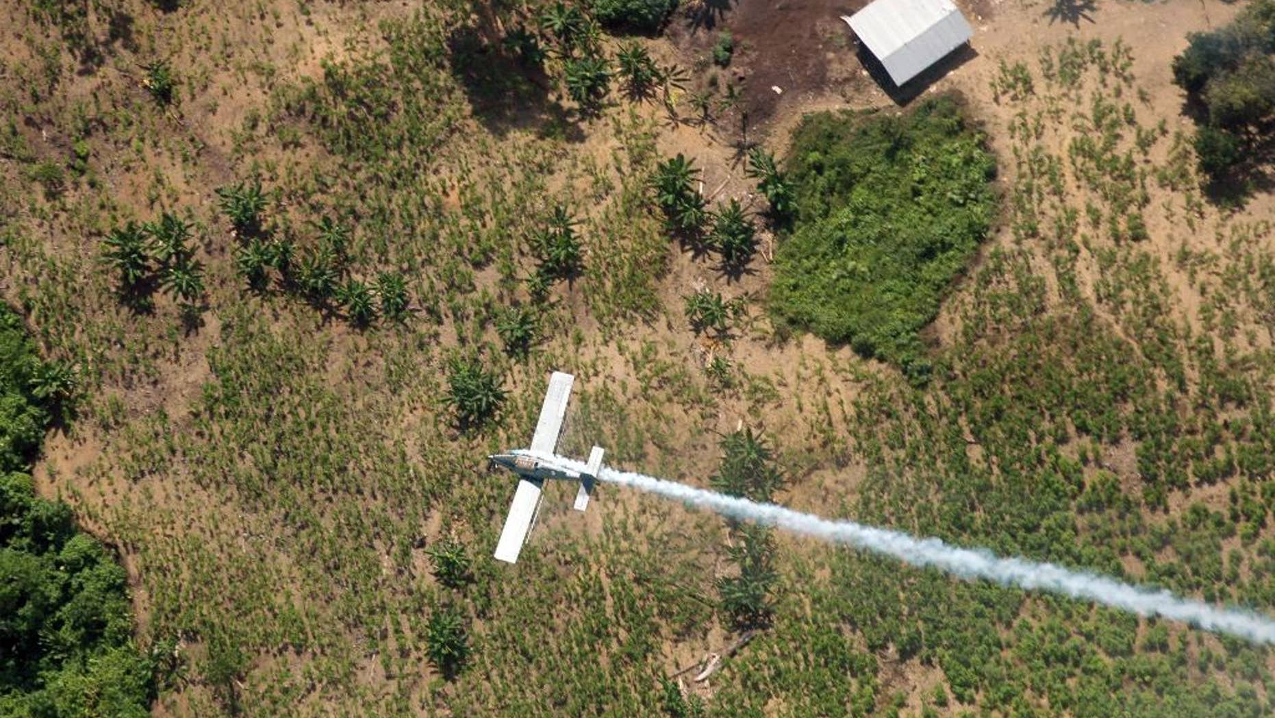 FILE - In this June 4, 2008 file photo, a police plane sprays herbicides over coca fields in El Tarra, in the Catatumbo river area, near Colombia's northeastern border with Venezuela. Colombia’s President Juan Manuel Santos said Saturday, May 9, 2015 that he’s halting use of a herbicide that’s a key part of U.S.-financed efforts to wipe out cocaine crops, saying he’s taking the move following a Health Ministry recommendation based on a World Health Organization decision to classify glyphosate as a carcinogen. (AP Photo/Luis Robayo, File)