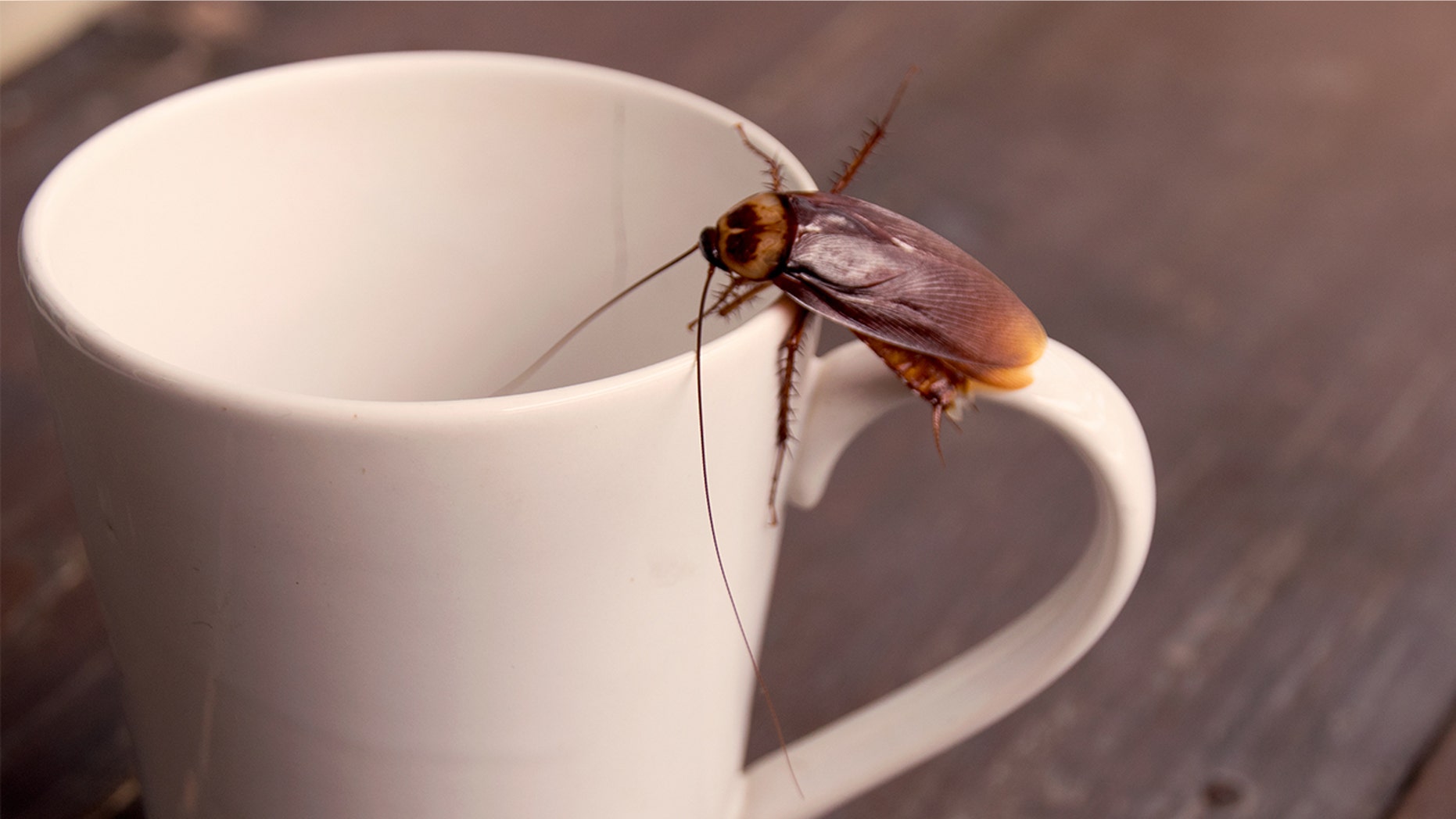 Would you drink cockroach milk?
