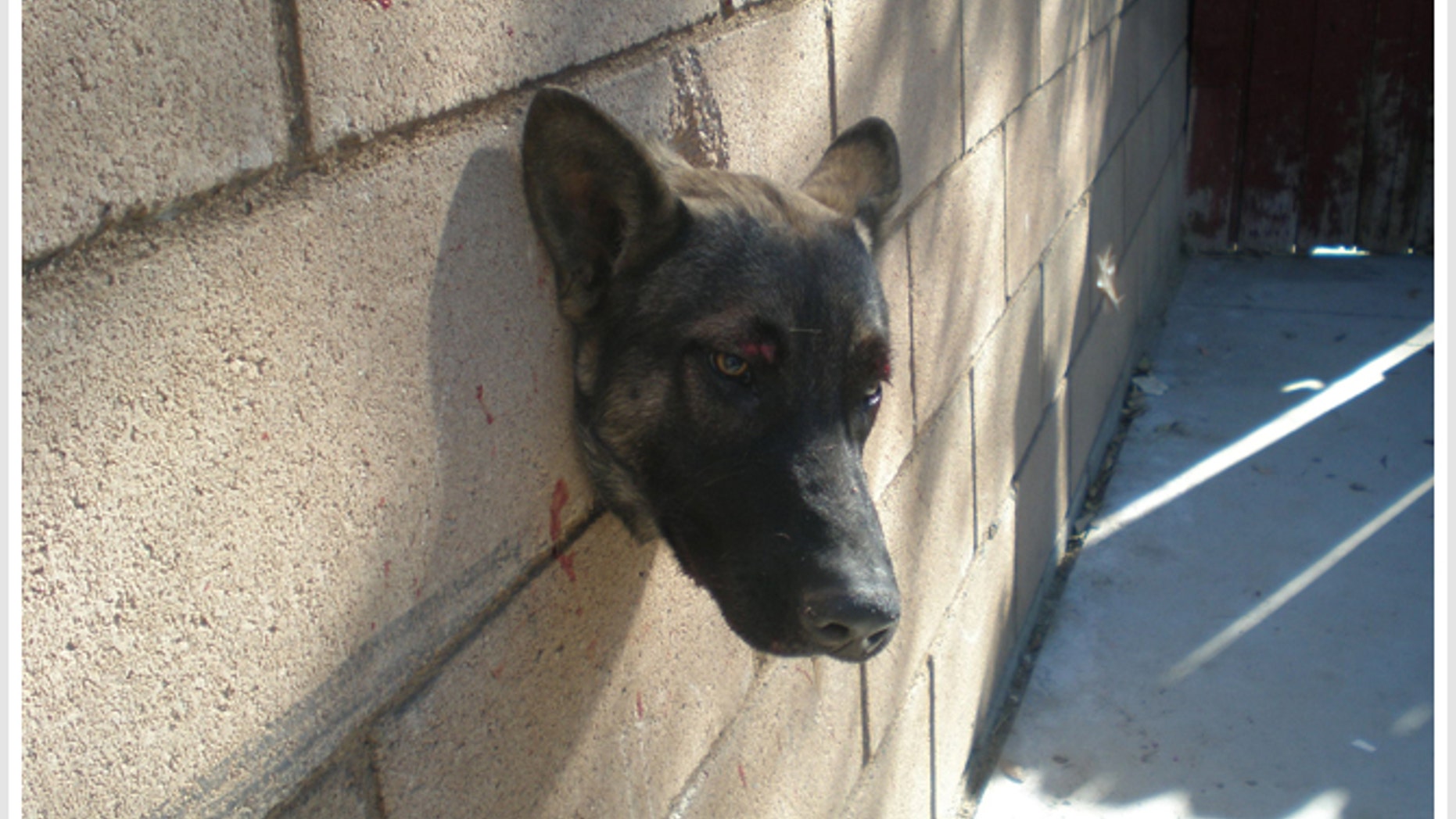 Dec. 27, 2010: Riverside County, Calif., Animal Services were called to a home to free a German Shepherd stuck in a hole in a wall.