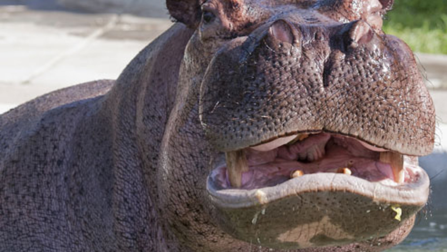 A tourist from Taiwan and a local fisherman were killed in two separate hippo attacks, authorities said Sunday.