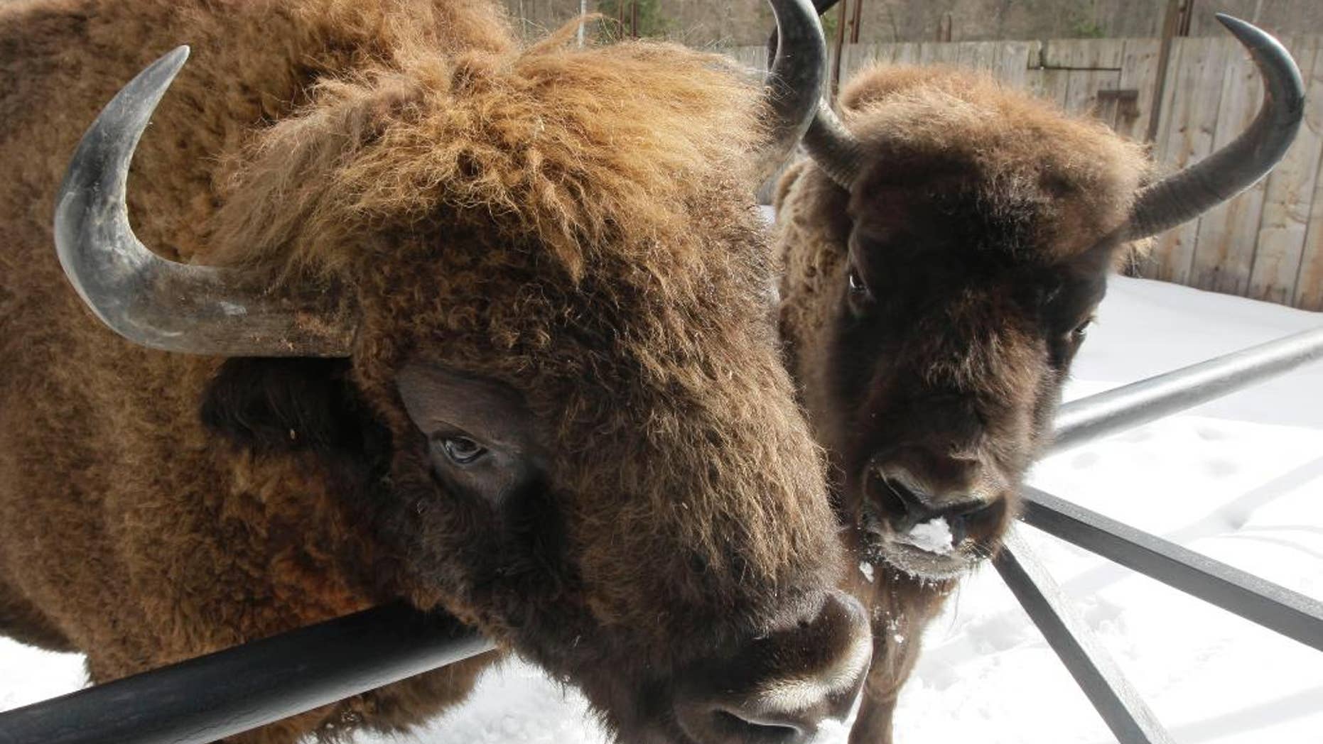 FILE - In this March 16, 2010 file photo bison are pictured at a reserve in the Bialowieza forest, in Bialowieza, eastern Poland. Environmentalists are protesting plans by the authorities to allow hunters to kill 10 bison in the Borecka forest saying the protected animals should be allowed to die of natural causes. Greenpeace had gathered well over 7,000 signatures by Monday afternoon, Jan. 2, 2017, on a letter asking Prime Minister Beata Szydlo to stop the plan. (AP Photo/Czarek Sokolowski, file)