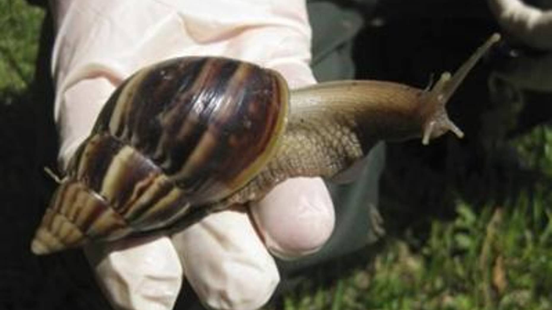 A Giant African land snail is seen in this handout picture from the Florida Department of Agriculture Division of Plant Industry.