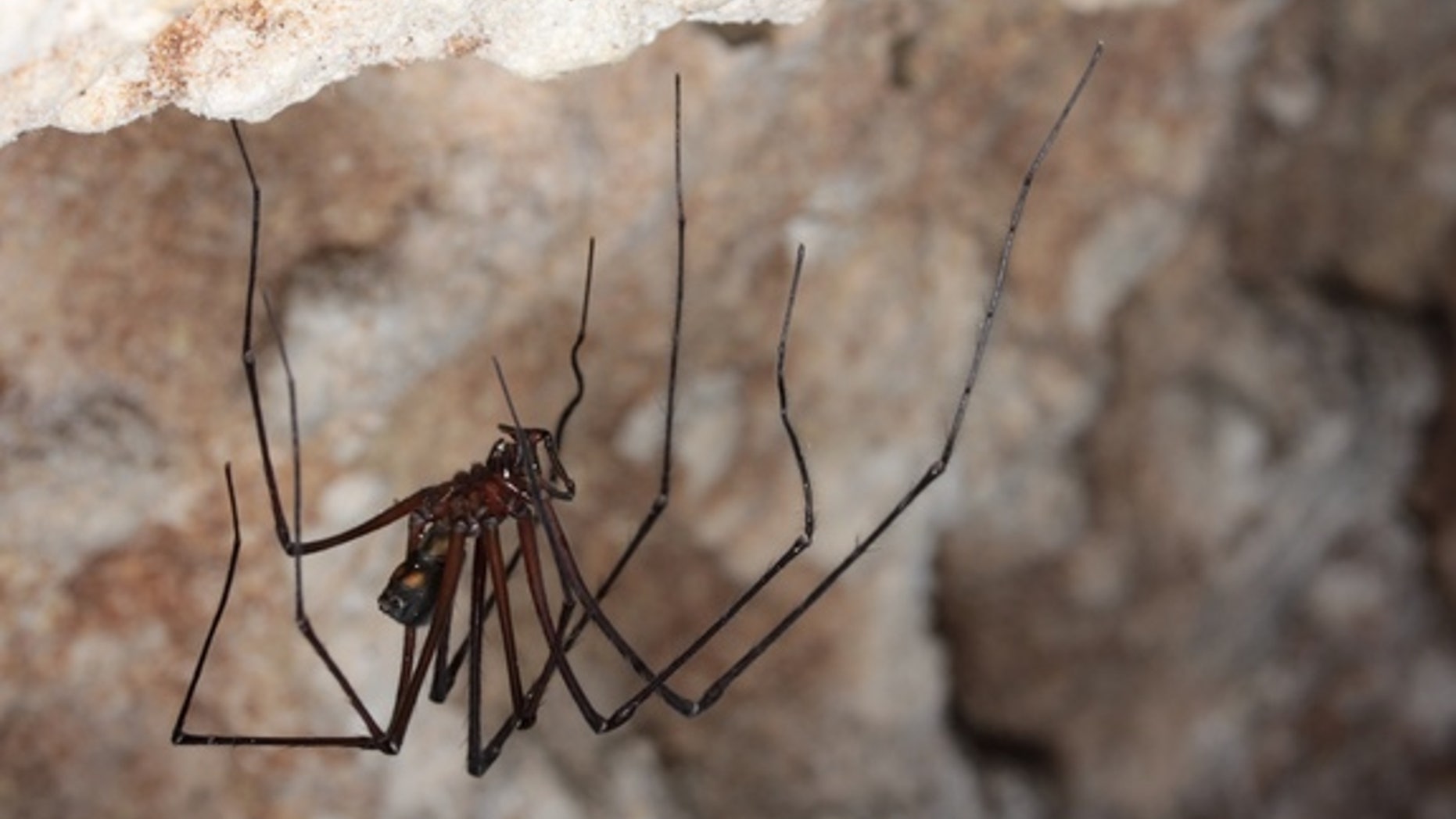 A Tasmanian cave spider (<em>Hickmania troglodytes</em>). These natives to Tasmania live in underground caves and crevices.