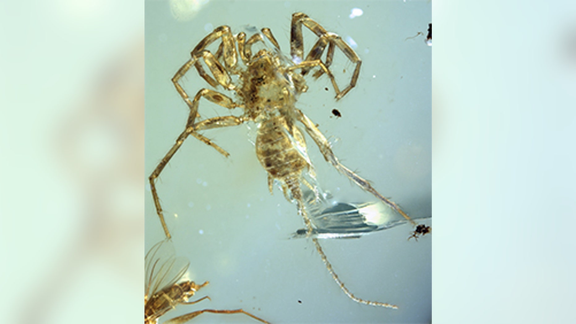 The entire specimen in dorsal ventral view. (Credit: University of Kansas)