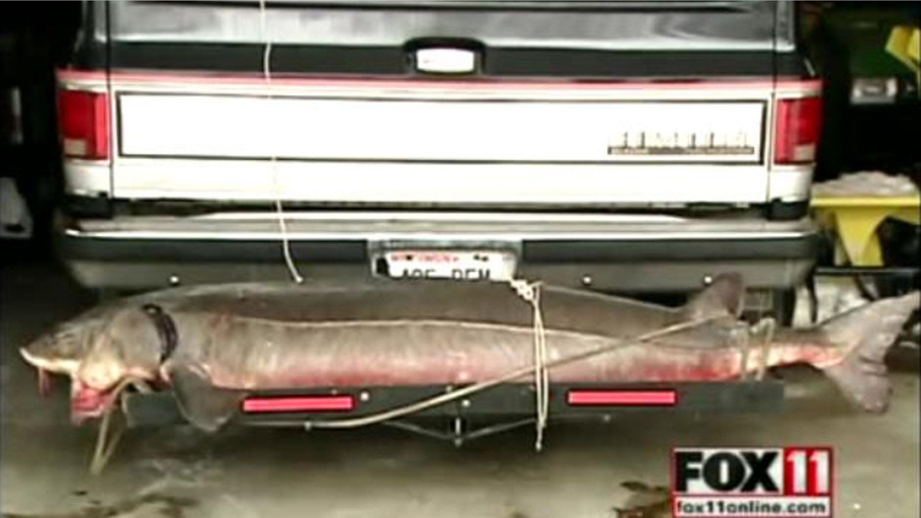 A man spearfishing on Lake Michigan found -- and subsequently killed -- a gigantic, 100--year-old sturgeon.