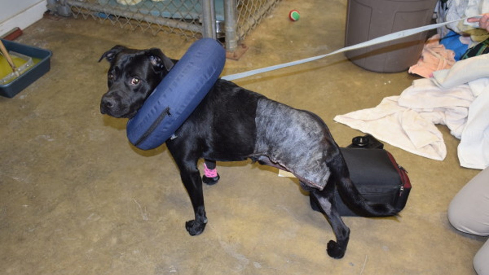 Robert LaChance was charged with felony aggravated cruelty to animals in an assault on Buddy, a black Labrador mix.