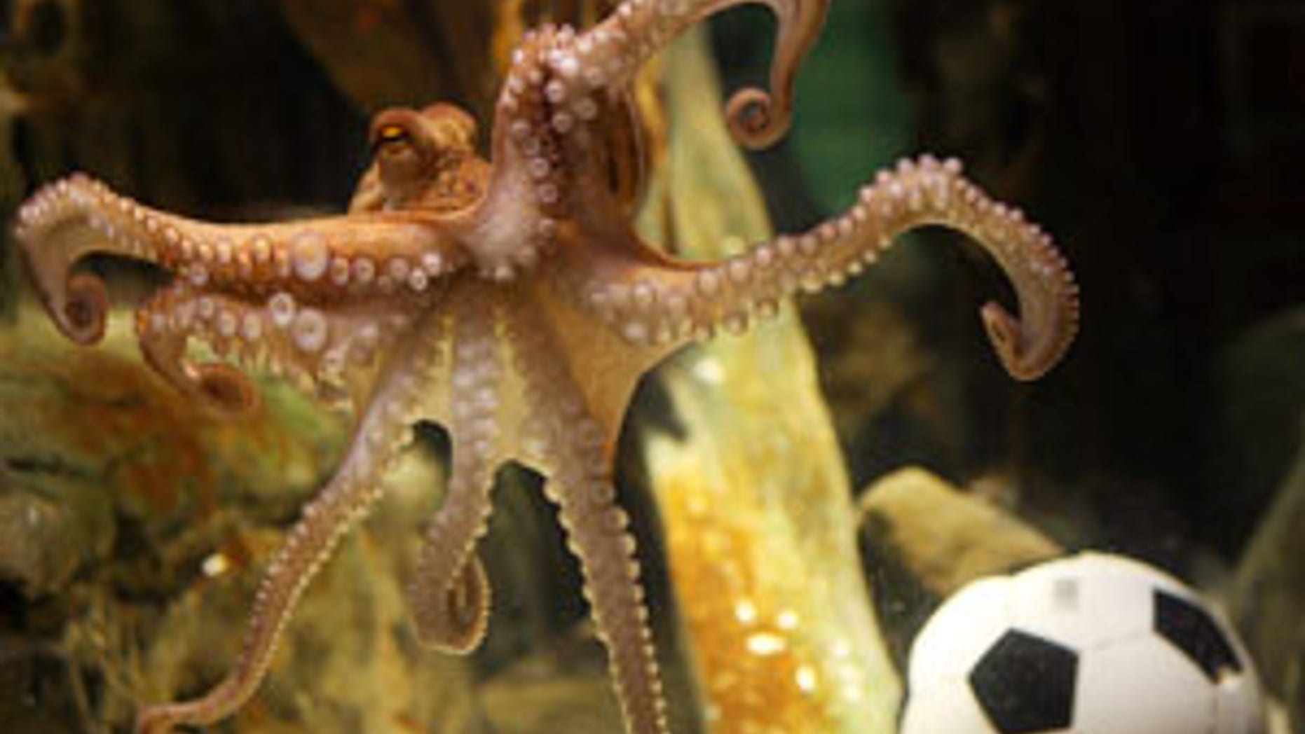 An octopus named Paul swims past a football in his aquarium on July 9, 2010 at the Sea Life aquarium in Oberhausen, western Germany. Paul, the "psychic" octopus with a perfect prediction record, decided Spain will win the football World Cup for the first time in their history. The eight-legged oracle, who has become a World Cup sensation by correctly predicting all six Germany games, very quickly plumped for Spain carried live on national German television. AFP PHOTO / PATRIK STOLLARZ (Photo credit should read PATRIK STOLLARZ/AFP/Getty Images)