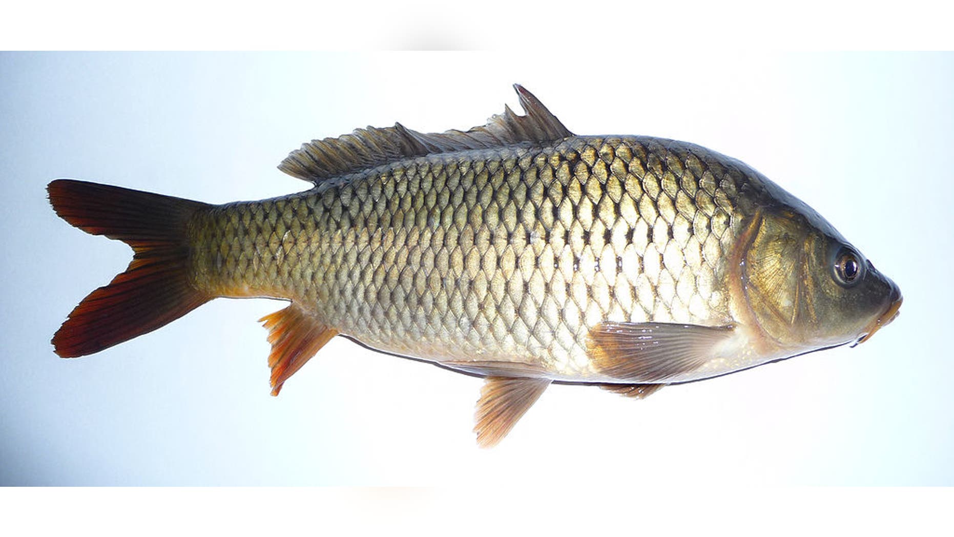 The Australian government is trying to eradicate carp in its waterways.