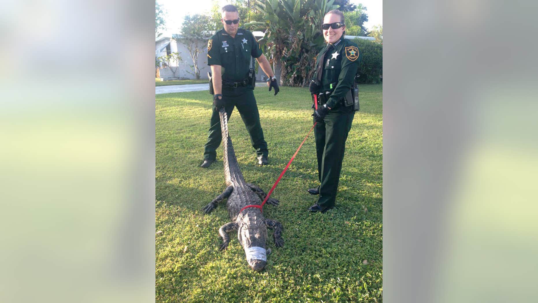 Oct. 23, 2015: In this undated photo provided by the Pinellas County Sheriff's Office, two deputies hold an alligator that had been stuck in a storm drain in Seminole, Fla.