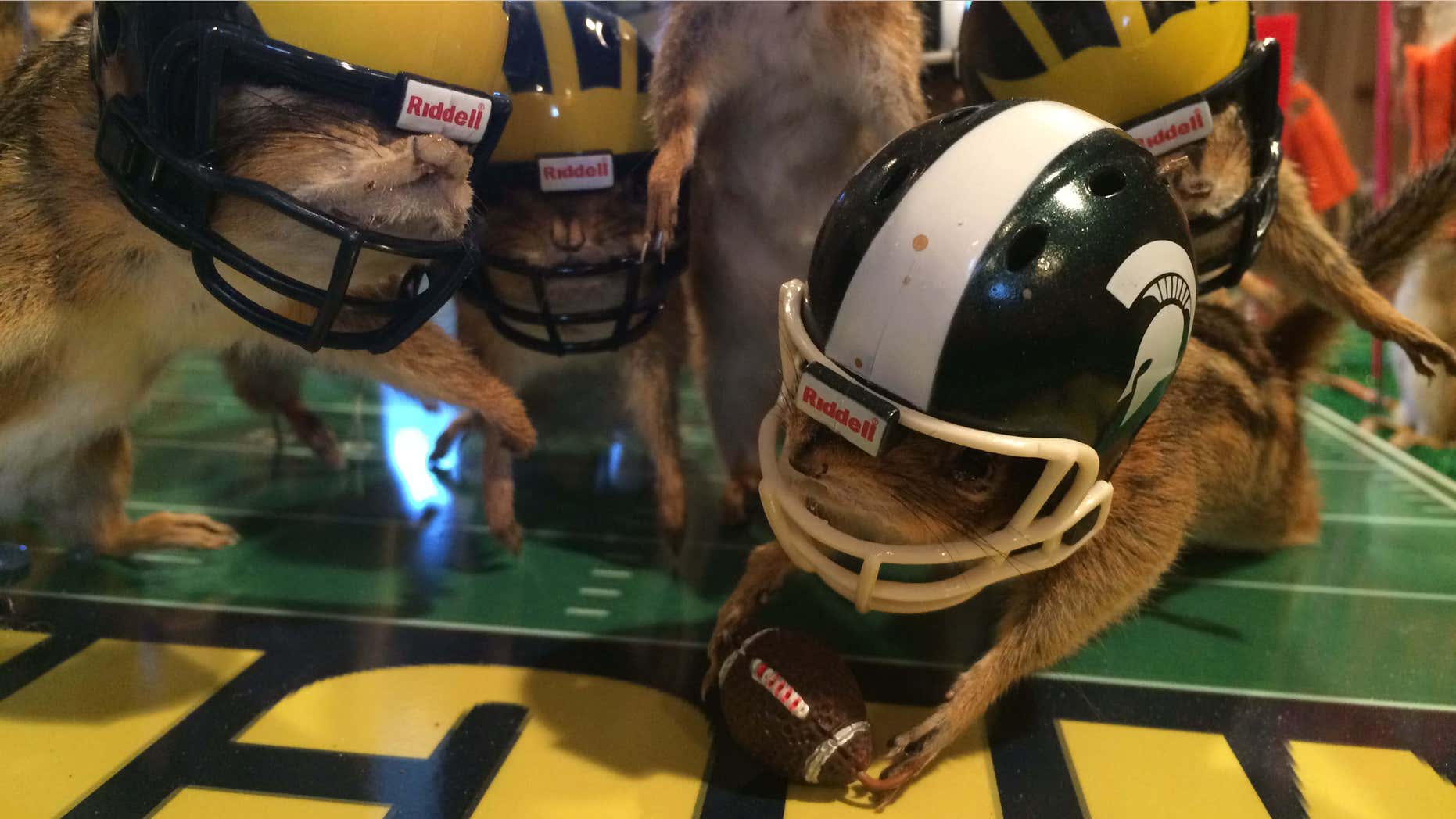 This photo taken Monday, Oct. 26, 2015, shows stuffed chipmunks portraying players on the final play of the Michigan State-Michigan NCAA college football game at the home of taxidermist Nick Saade in Lansing, Mich.
