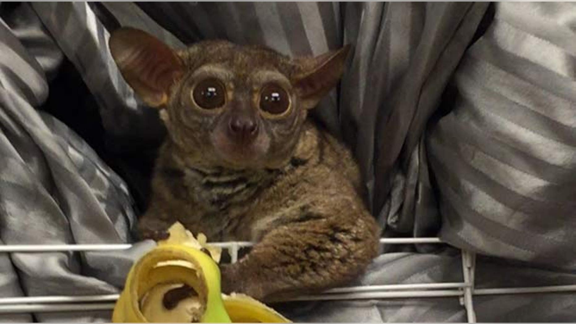 Gooey, a Galago primate, was recovered from a prostitute.