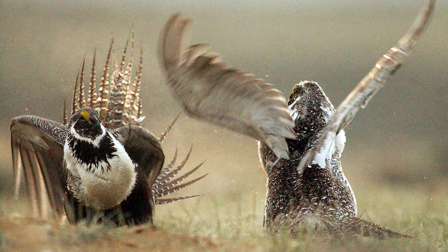 FILE - In this May 9, 2008 file photo, male sage grouses fight for the attention of female southwest of Rawlins, Wyo.