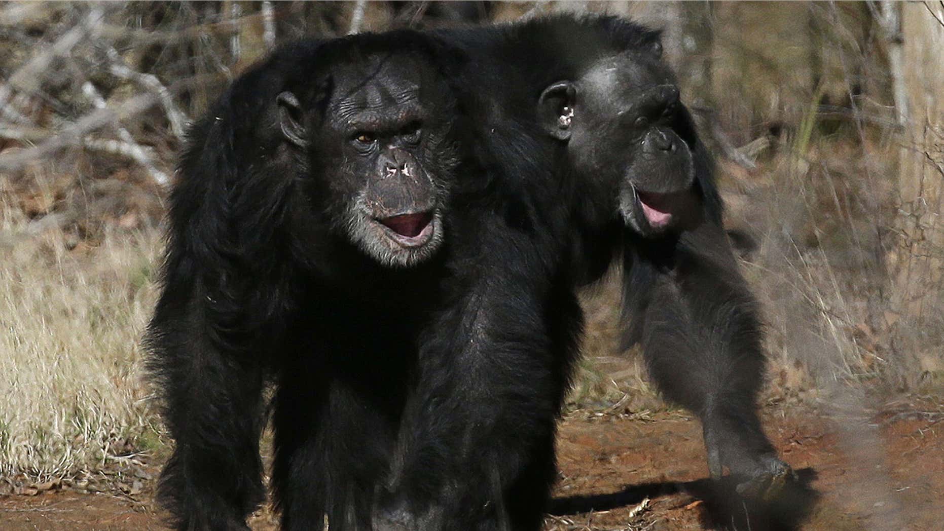 FILE - This Feb. 19, 2013 file photo shows two chimps walking together at Chimp Haven in Keithville, La.