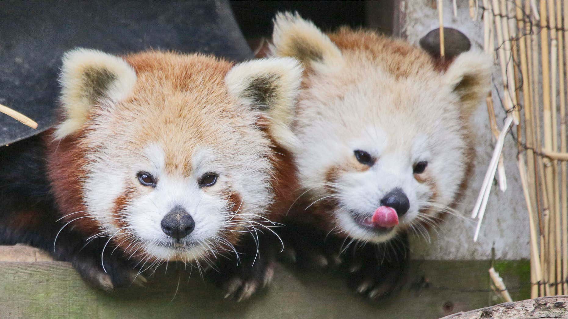 In this March 2015 photo, a pair of red pandas relax, groom, and play in the entrance of one of their hut-like shelters at Sequoia Park Zoo in Eureka, Calif.