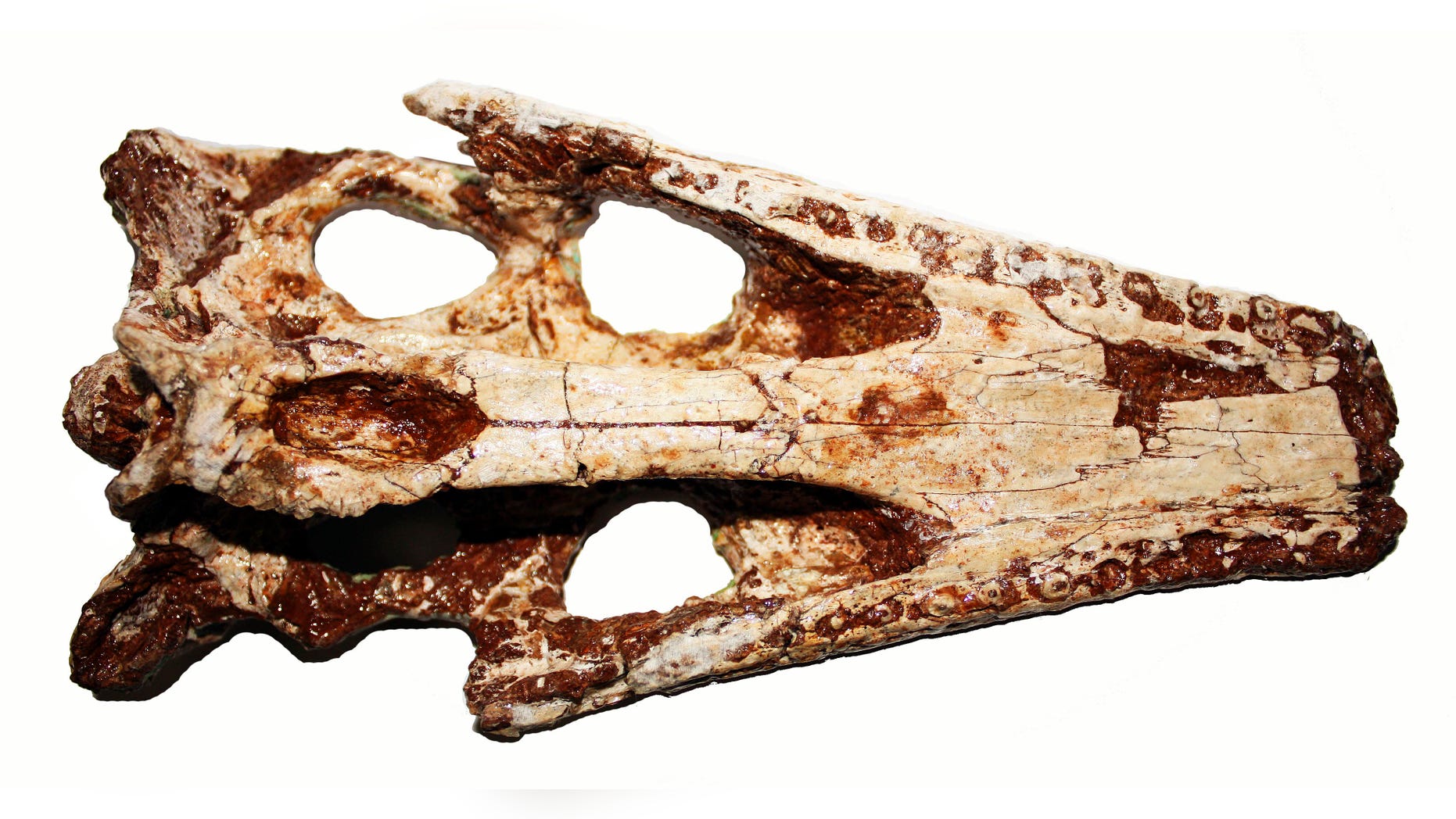 Nov. 25: In this undated photo released during a news conference in Bangkok, Thailand, by the Northeastern Research Institute of Petrified Wood and Mineral Resources, the skull of an ancient crocodile which was dug in Nakhon Ratchasima, northeastern Thailand in 2006, is shown from the top.