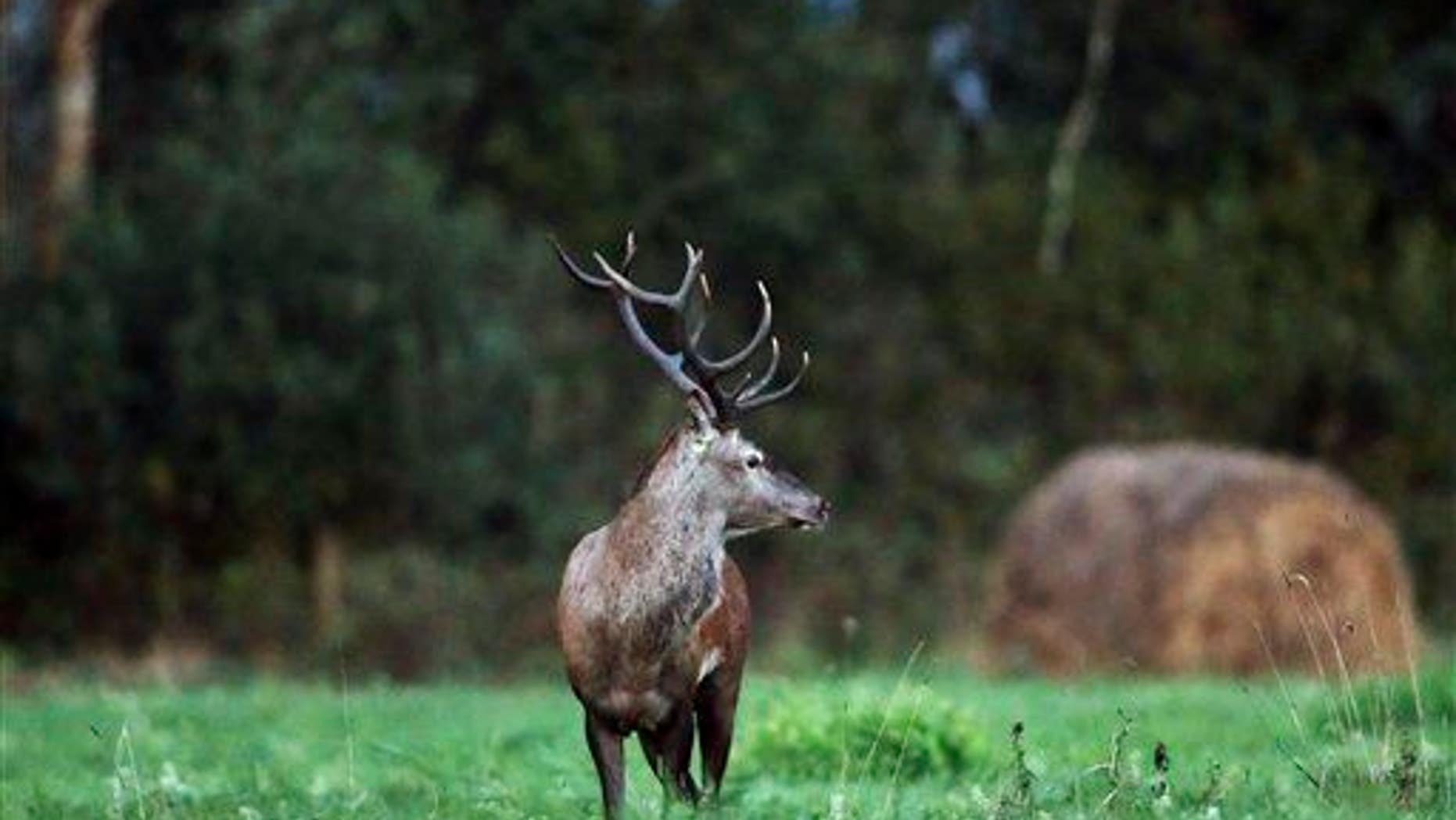 A European red deer is seen during the fall mating season.