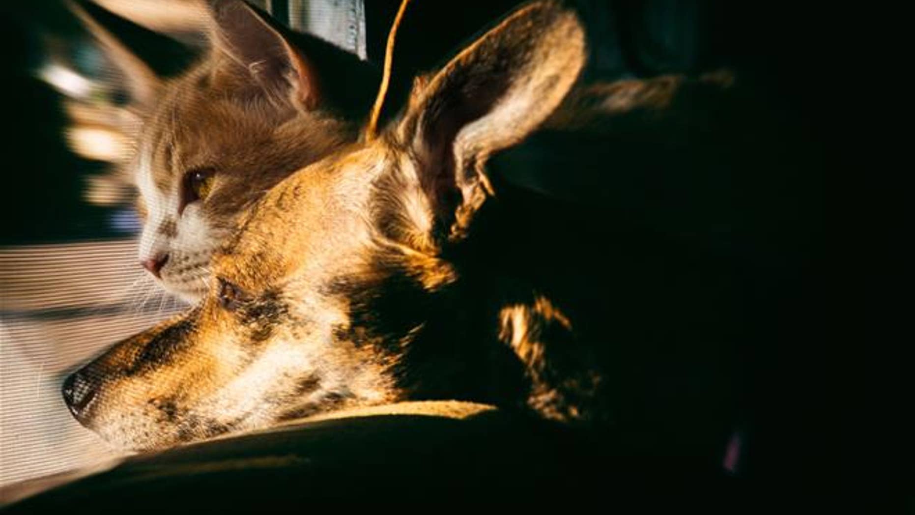 A friendly dog and cat enjoy some sunshine.