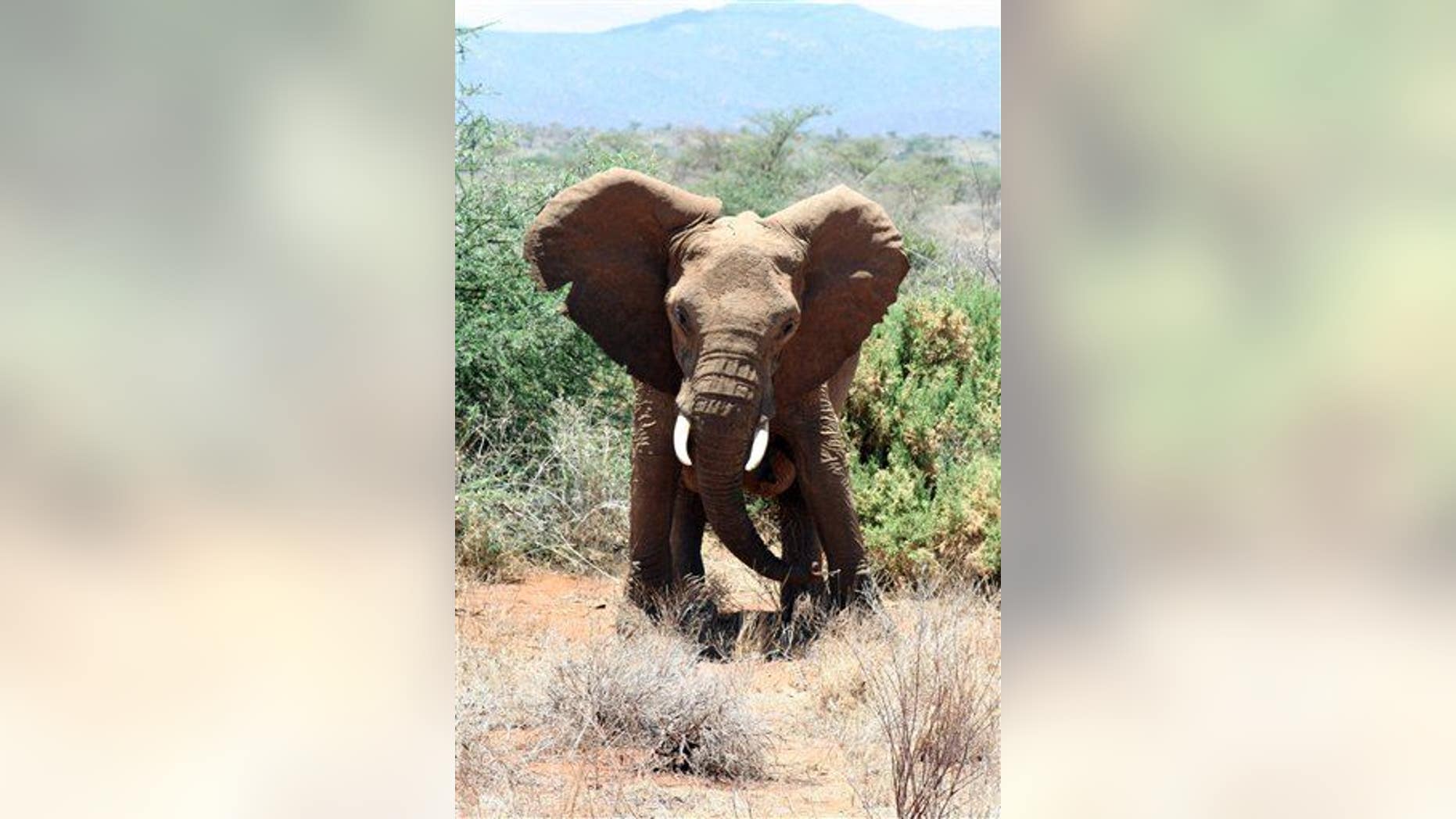 In this file photo, an elephant shakes its head on hearing the sound of bees in Samburu National Park in Kenya.