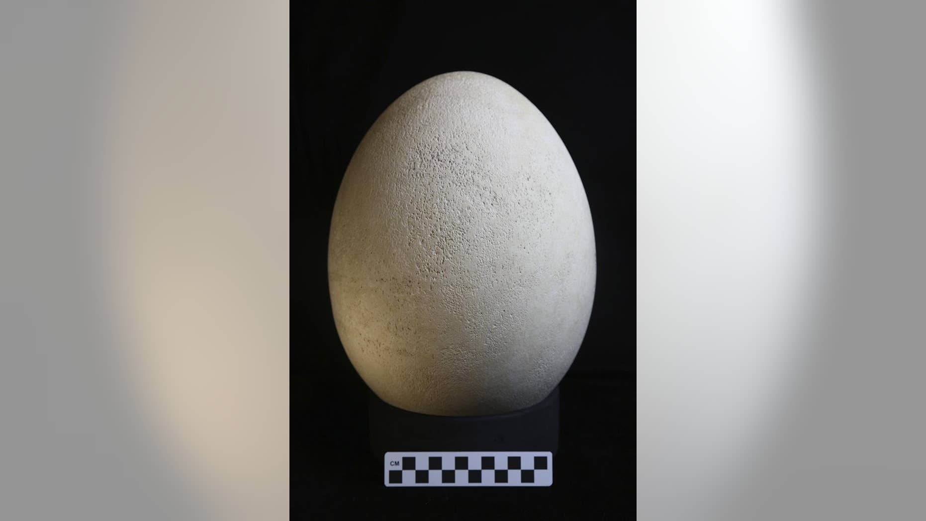 Curators at the Buffalo Museum of Science recently discovered a fully intact elephant bird egg that had been mislabeled as a replica. The museum will unveil the egg to the public May 1, 2018.